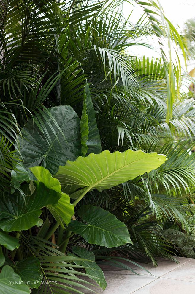 Layered tropical planting creates a cool, sheltered edge to the garden, filtering sunlight while bringing depth and texture to the paved terrace.