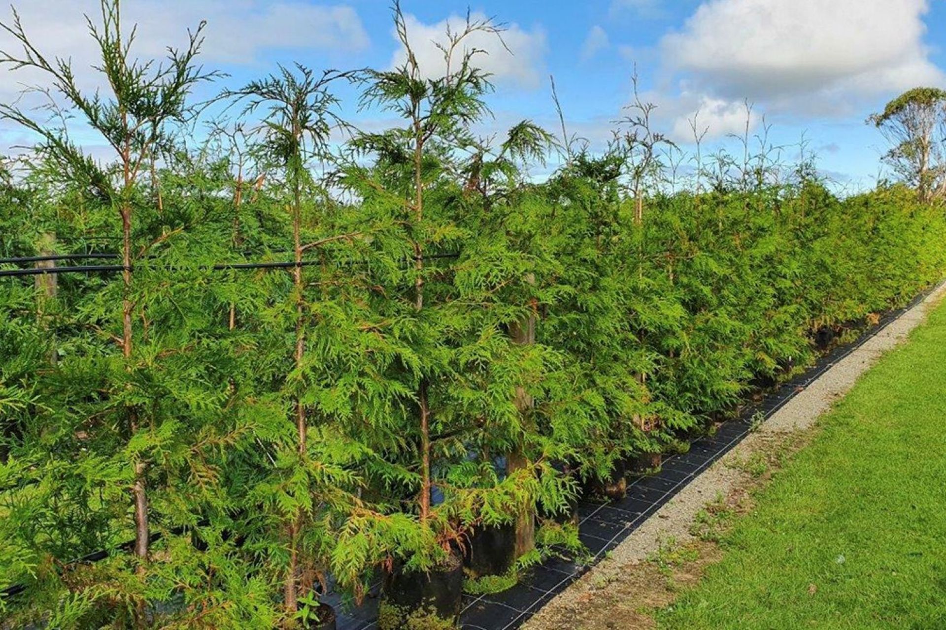 The Thuja Plicata Western Red Cedar has a pleasing aroma, touching all the senses.