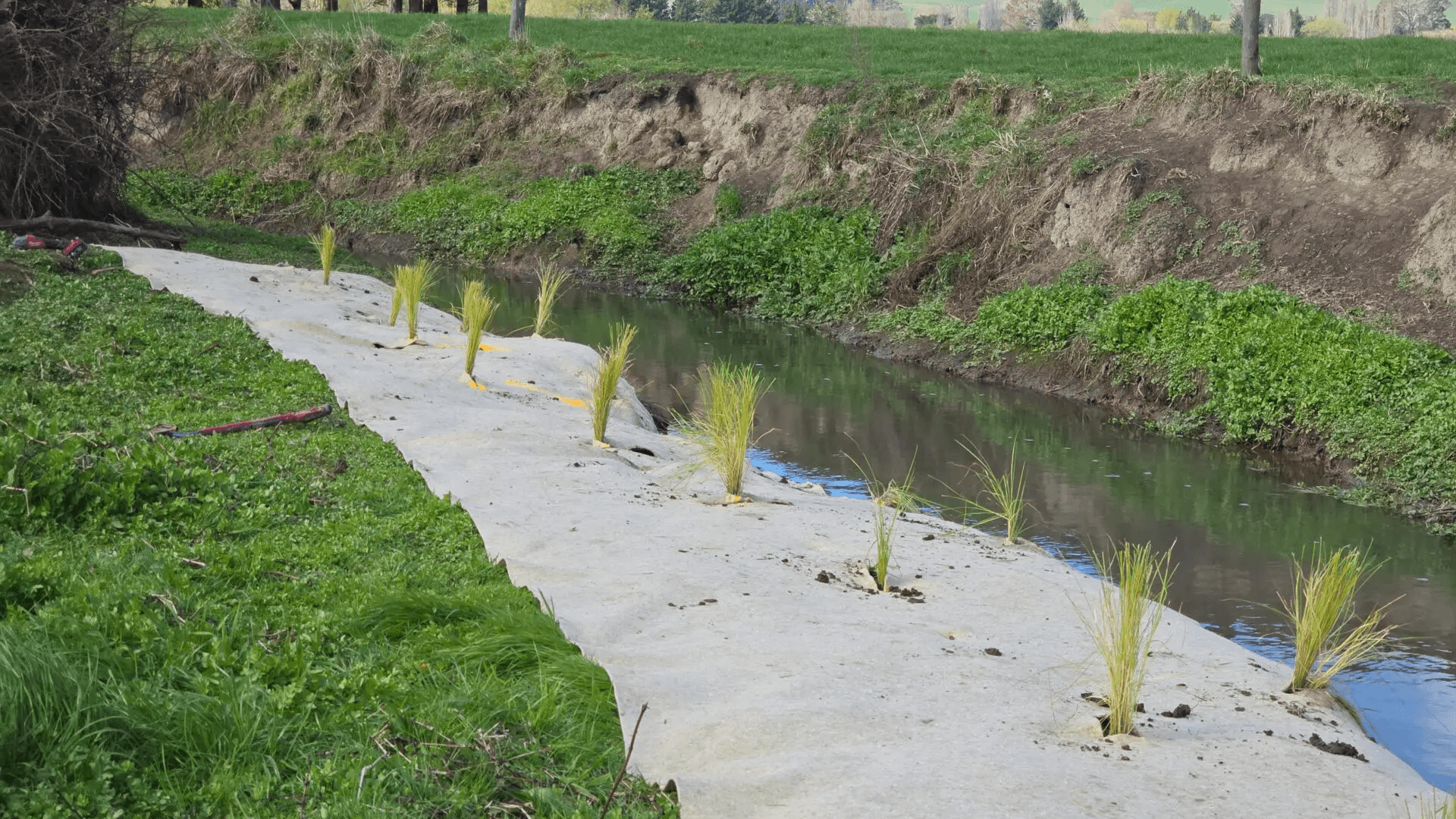 Kahahakuri Stream Trial Managing Cow Cress and Bank Erosion video