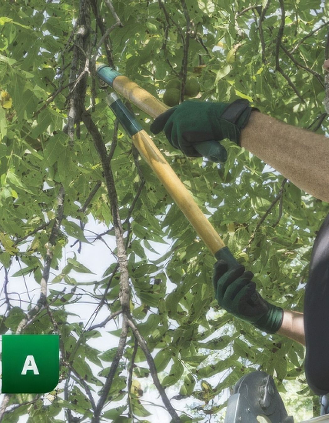 trimming-trees-gigapixel-standard-550h.jpeg