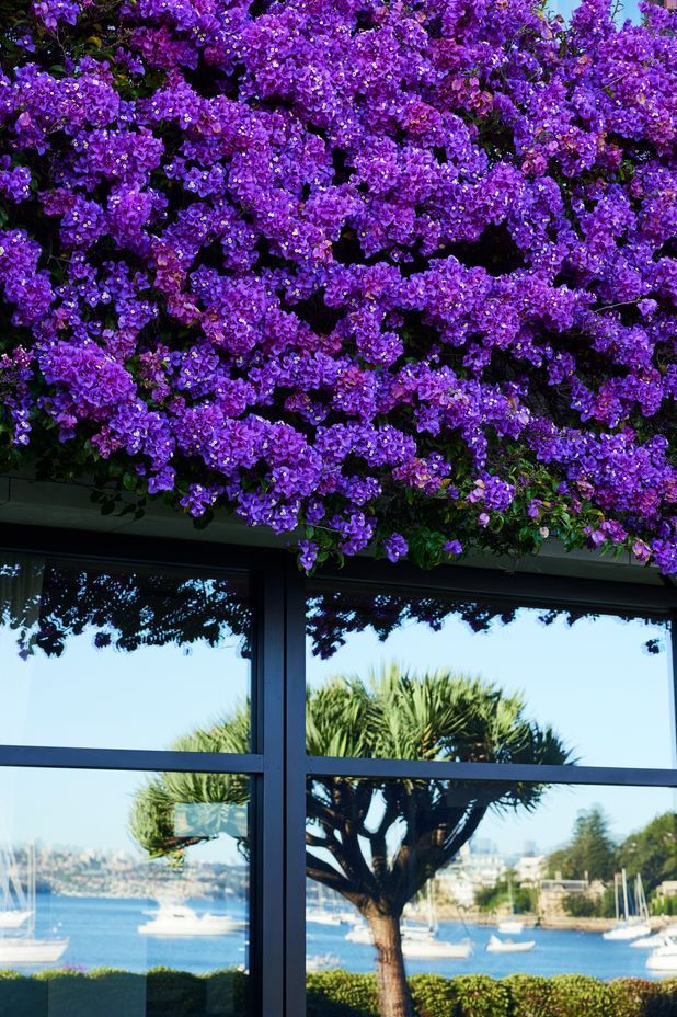 Gladswood Gardens, Double Bay by Pepo Botanic Design | Photography by Nick Bowers