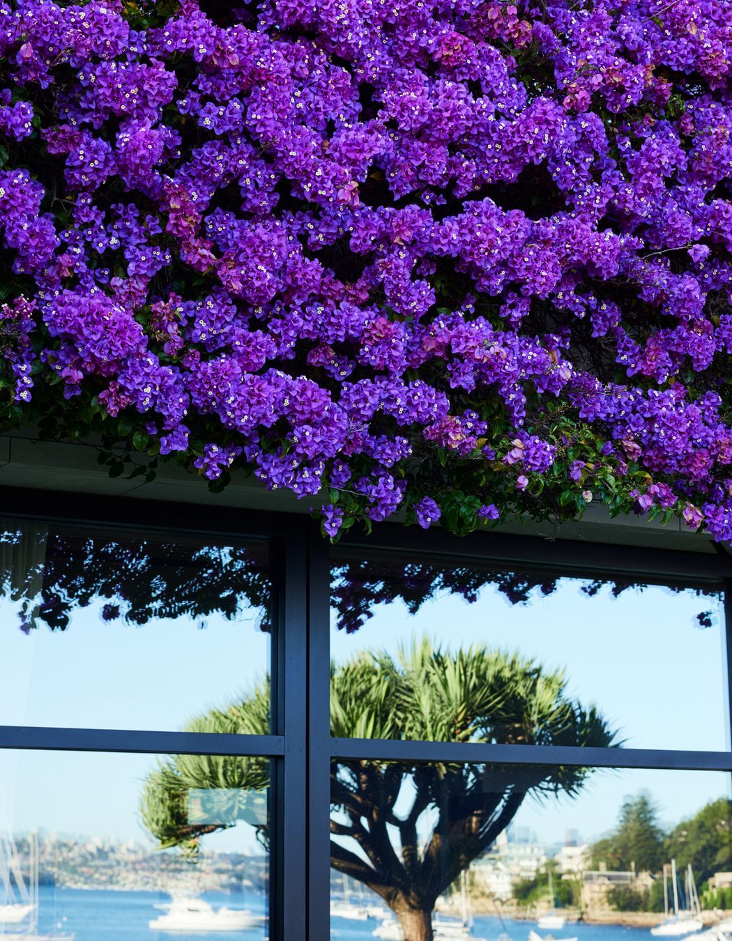 Gladswood Gardens, Double Bay by Pepo Botanic Design | Photography by Nick Bowers