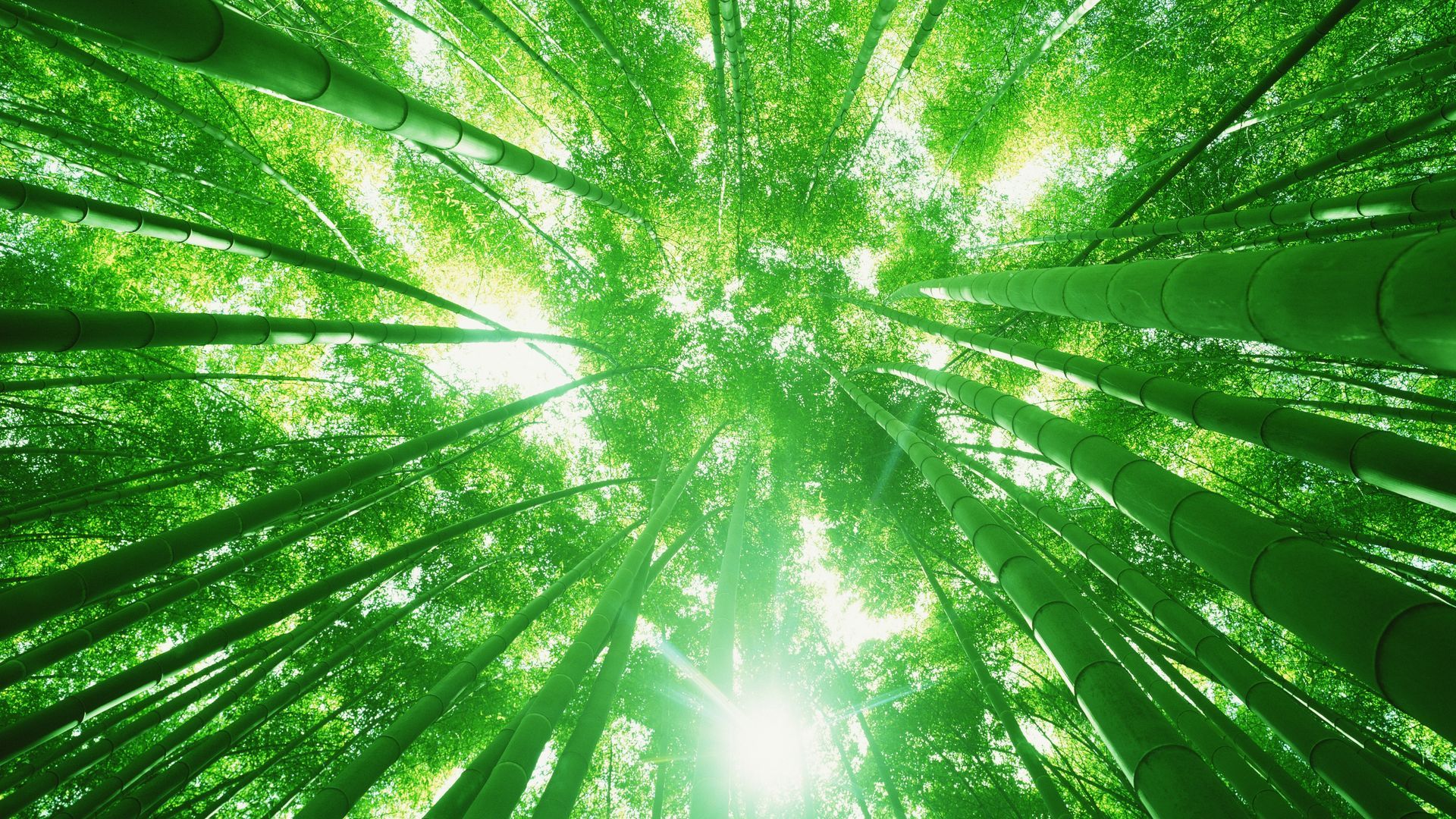 MOSO Bamboo X-treme Production | From plant to product video