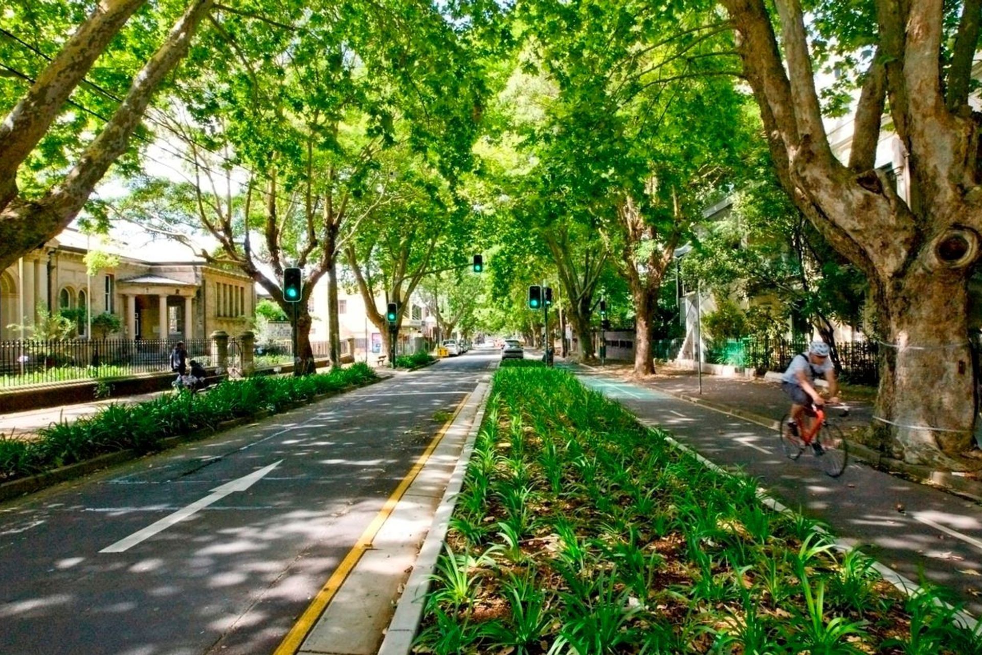 Tree Canopy