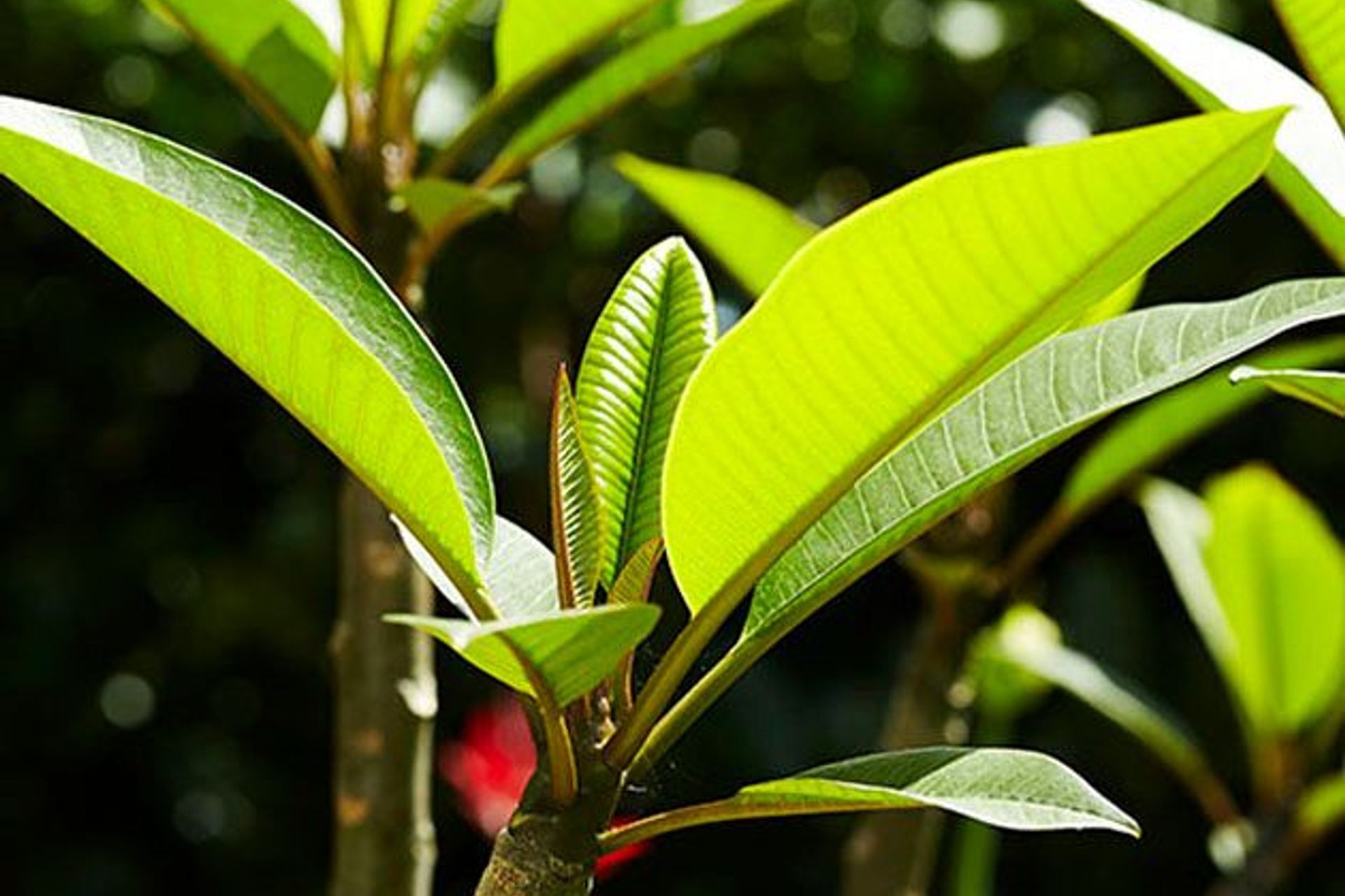 How to care for your garden in summer