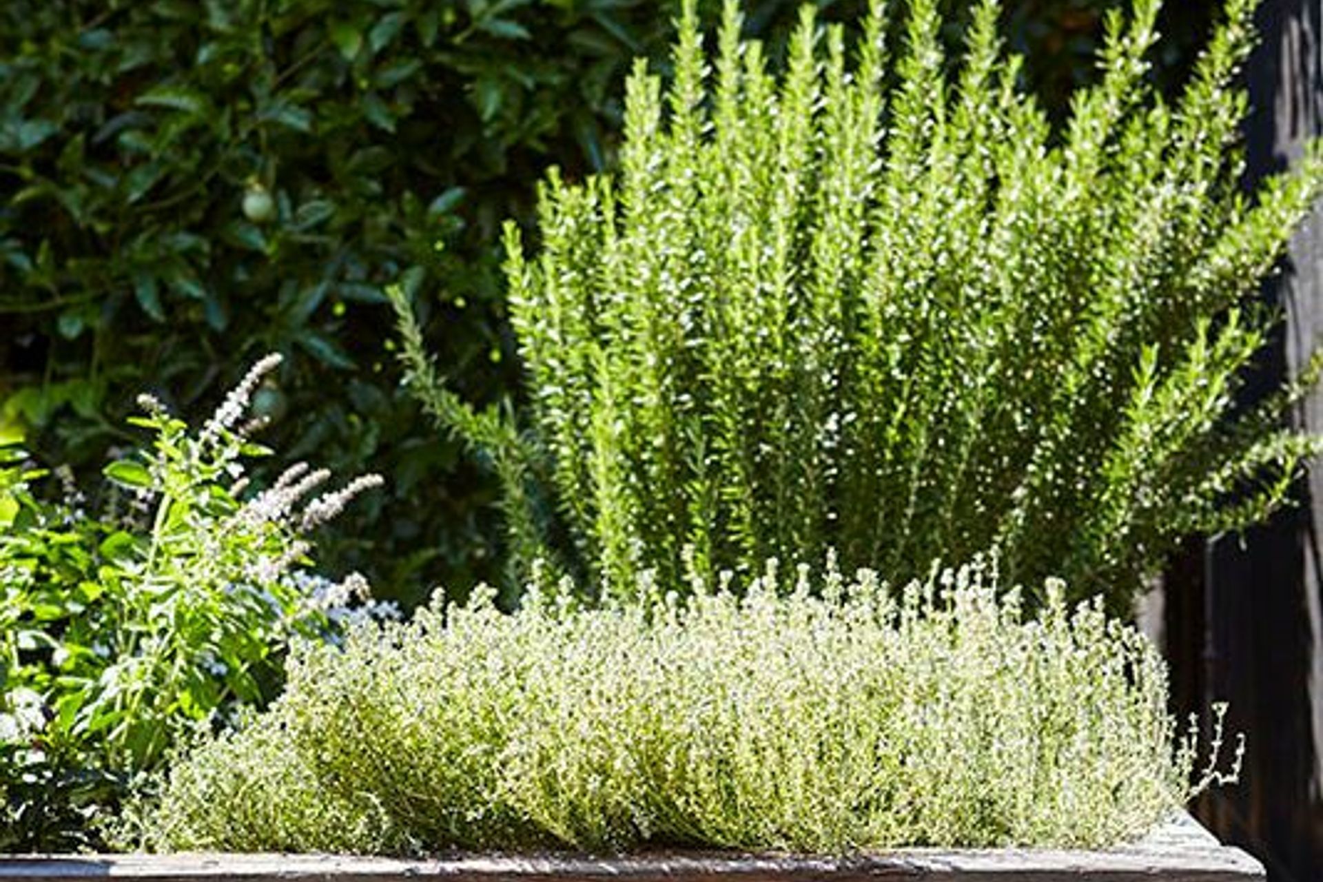 Rosmarinus officinalis (Rosemary) and Thymus vulgaris (Thyme) thriving in full sunlight – the Marrickville garden – Pepo Botanic Design.