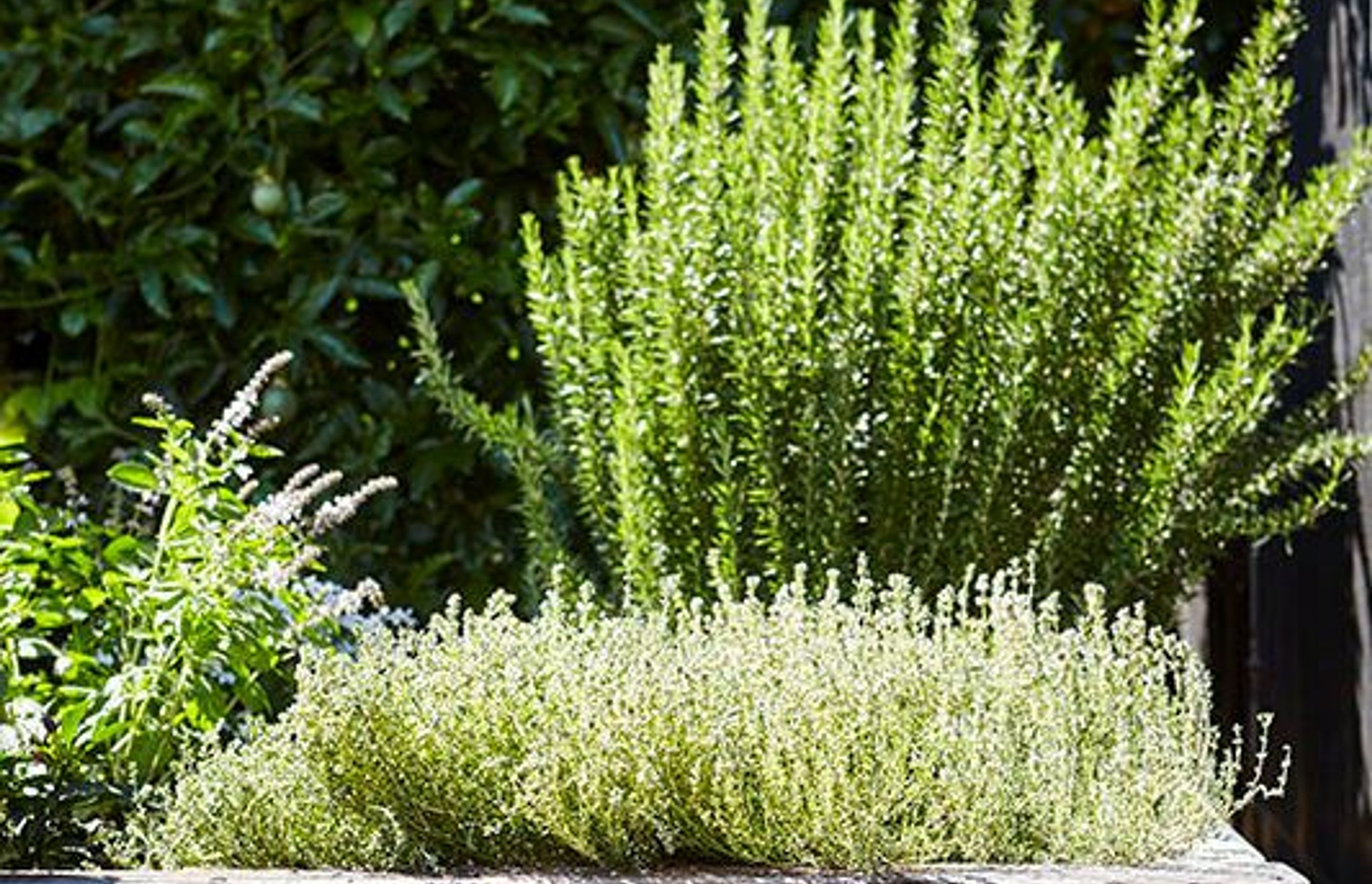 Rosmarinus officinalis (Rosemary) and Thymus vulgaris (Thyme) thriving in full sunlight – the Marrickville garden – Pepo Botanic Design.