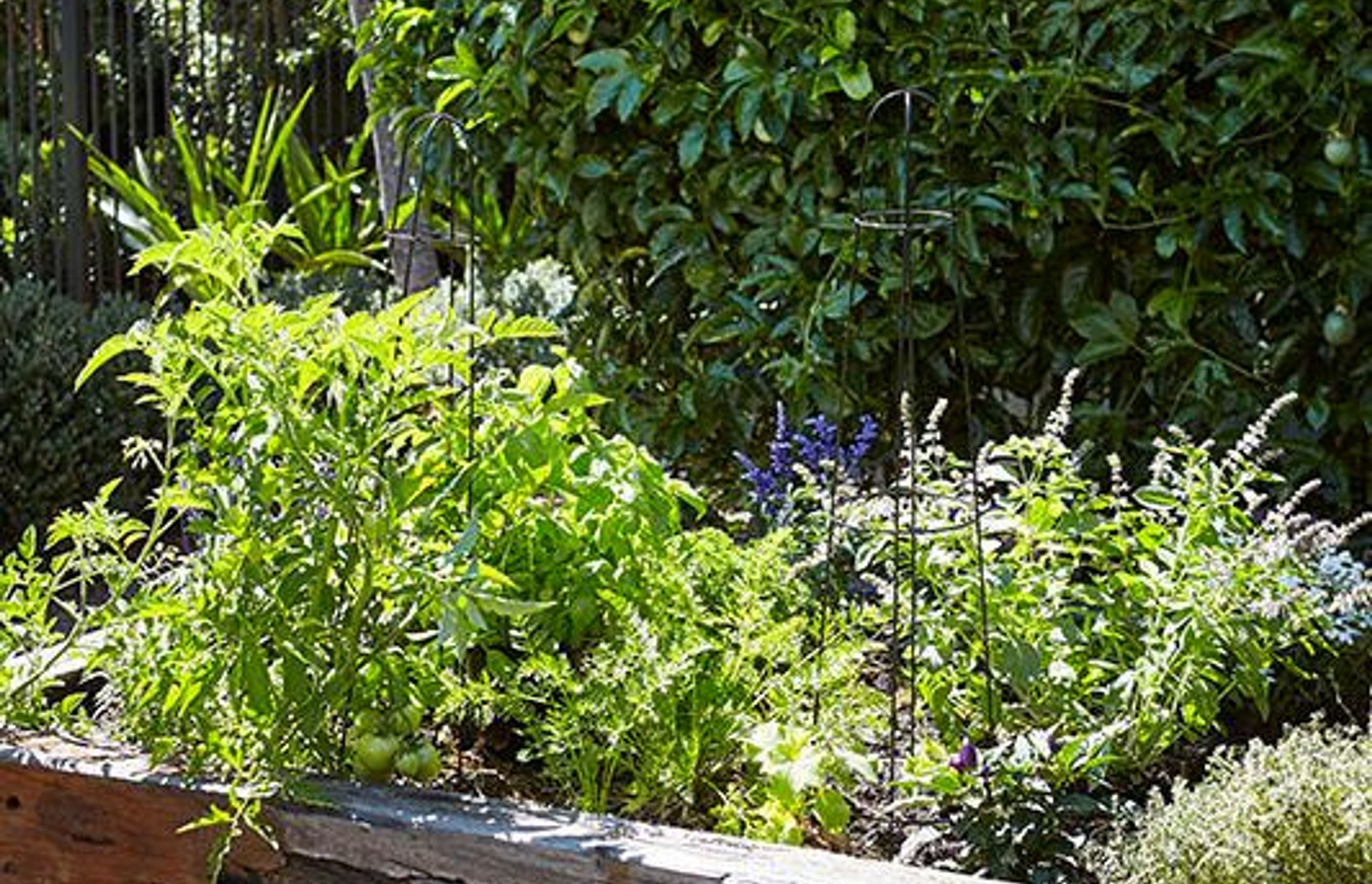 A mix of complementary herbs displaying varying colours and textures – the Marrickville garden – Pepo Botanic Design.