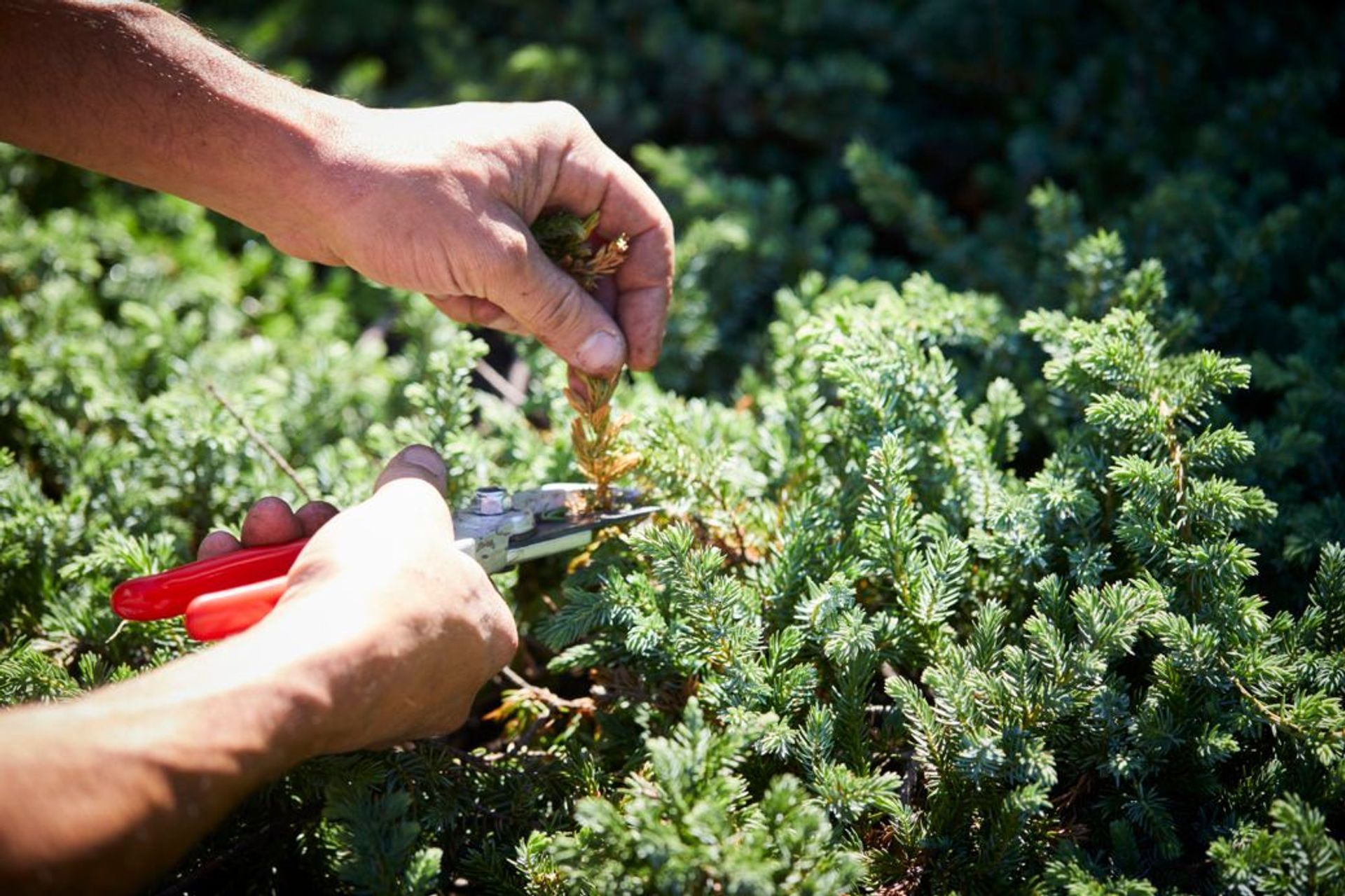 Gardening during Isolation