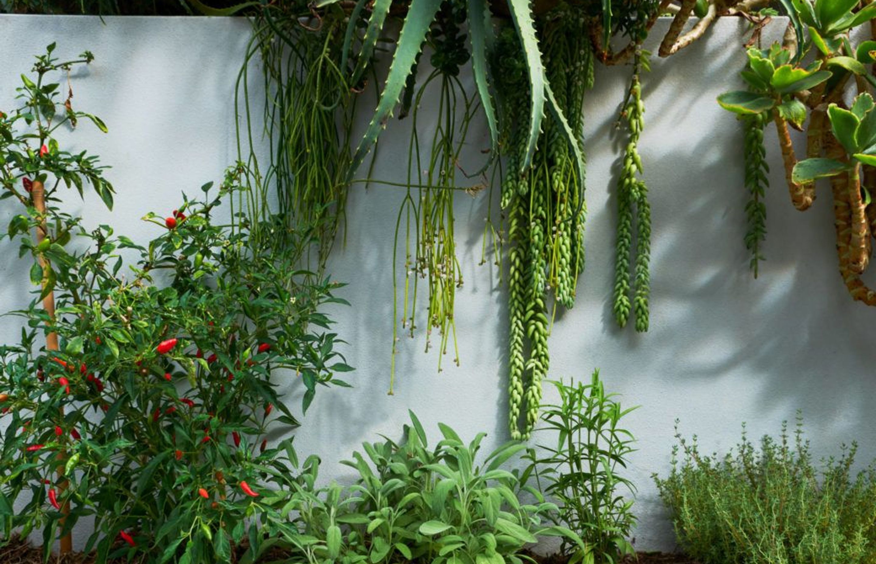 Siling labuyo (Chillies), Salvia officinalis (Sage), Artemisia dracunculus (Tarragon) and Thymus vulgaris (Thyme) married beautifully with a wall of succulents –  the Maroubra garden – Pepo Botanic Design.