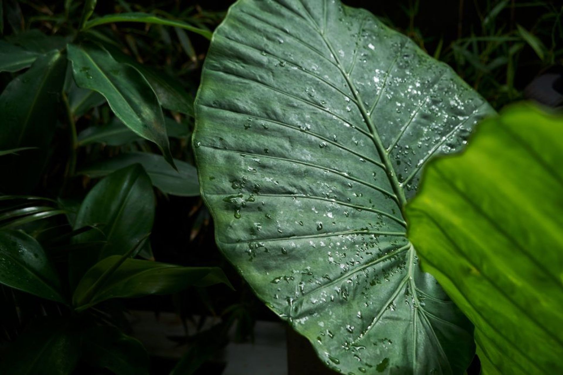 How to care for your garden in summer