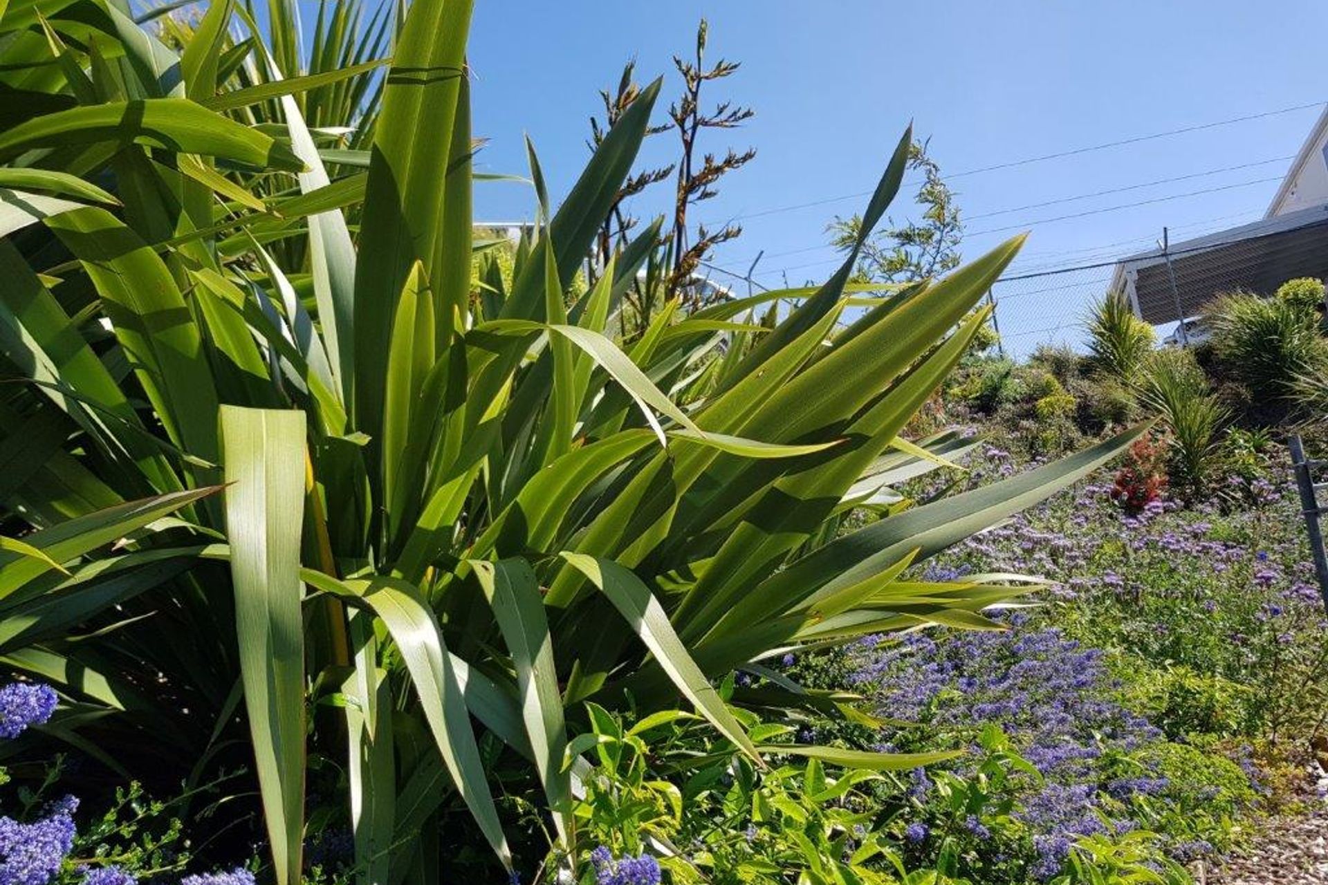 From urban wasteland to a floral treasure