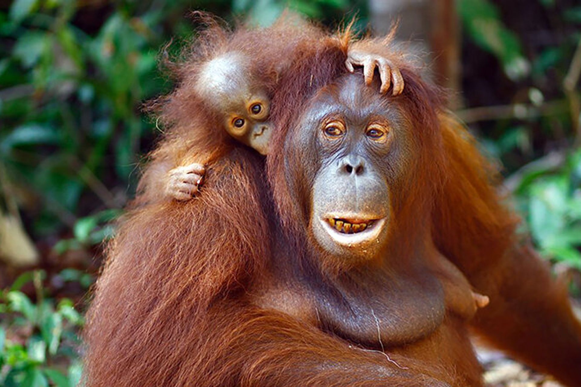 Rimba Raya Peatlands Conservation in Indonesia