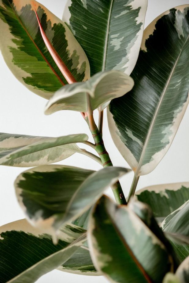 Ficus elastic