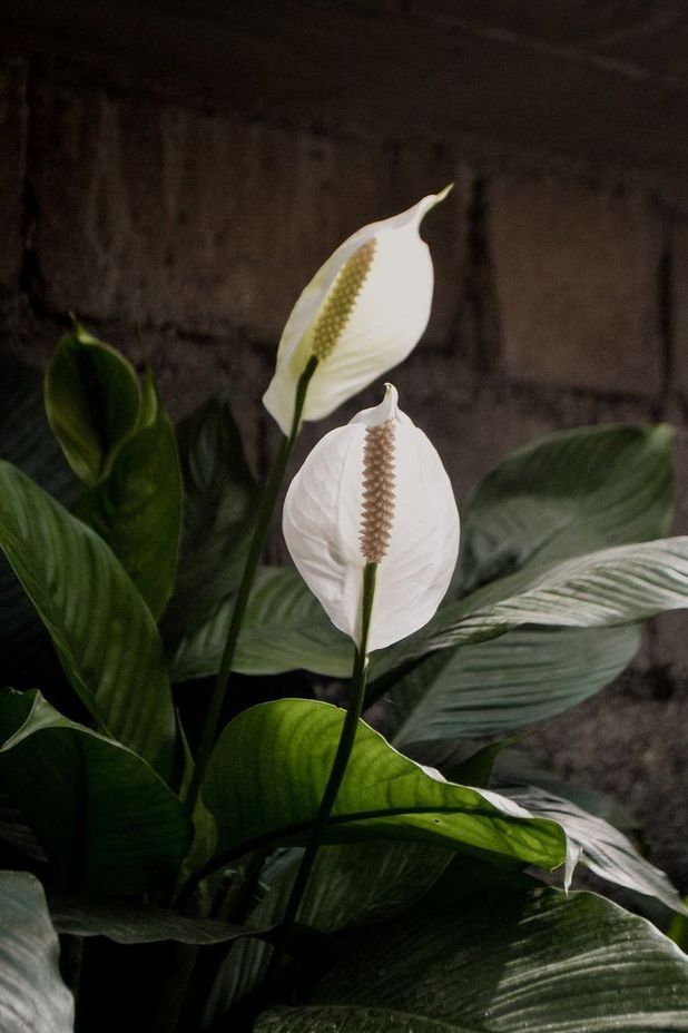 Spathiphyllum