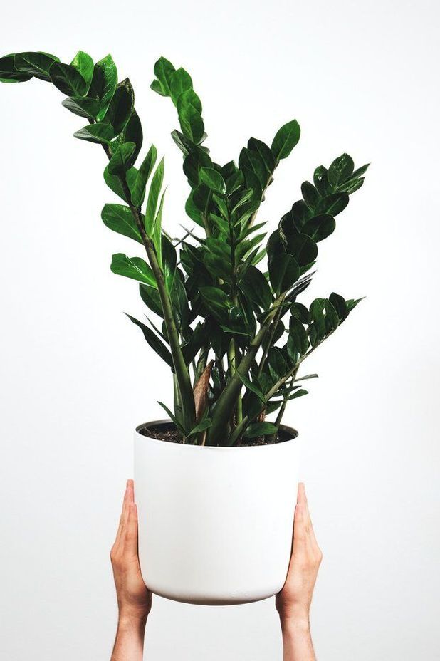 Zamioculcas zamiifolia