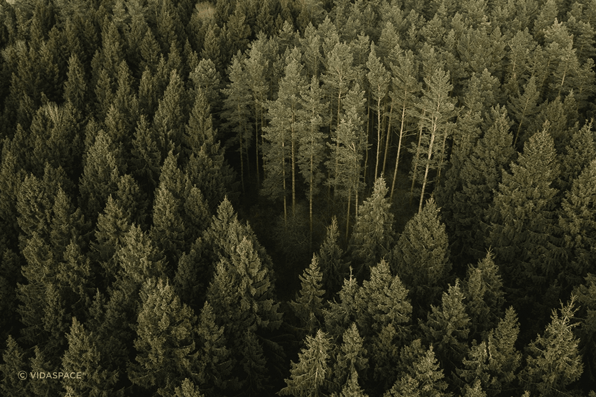 66fc70f0b4893fa3d4c155af666141f983e5e95bfa7b3cffPine20Trees.png