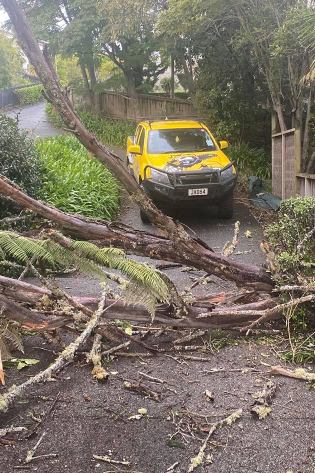 Blog-Fallen-Tree-02-v2.jpg