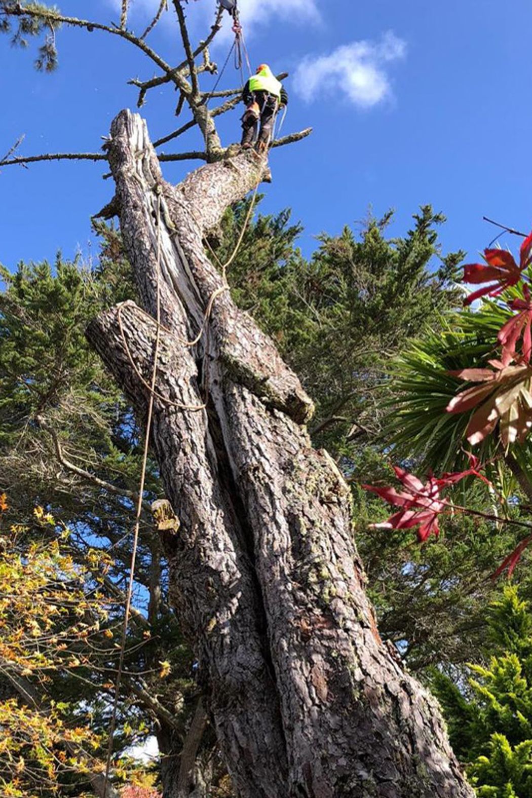 Blog-Fallen-Tree-03-v2-1.jpg