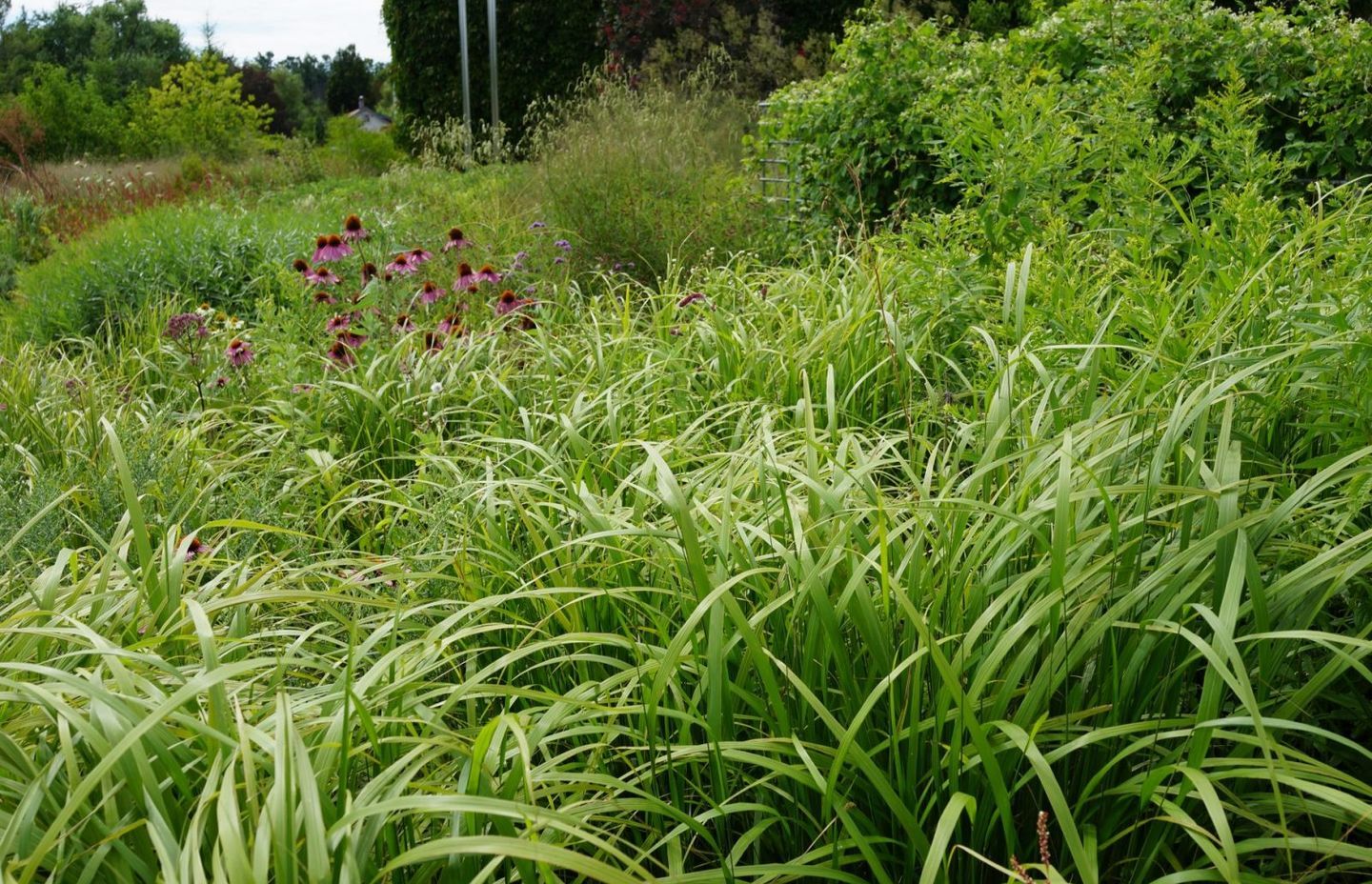 Toronto Botanical gardens – Piet Oudolf – Photo Andy Murray