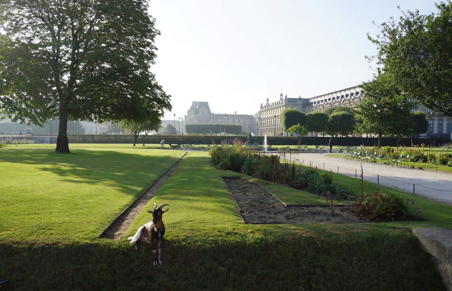 Steep grass bank mowing Goat #1 (between meals)