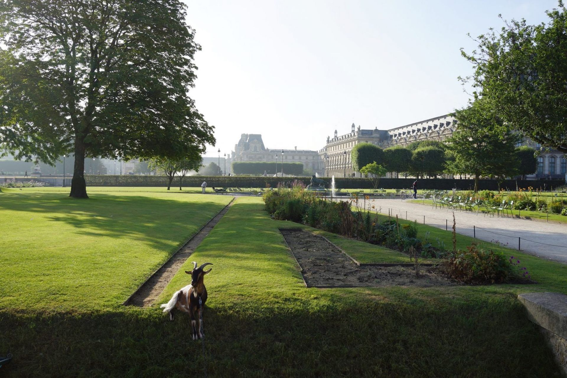 Steep grass bank mowing Goat #1 (between meals)