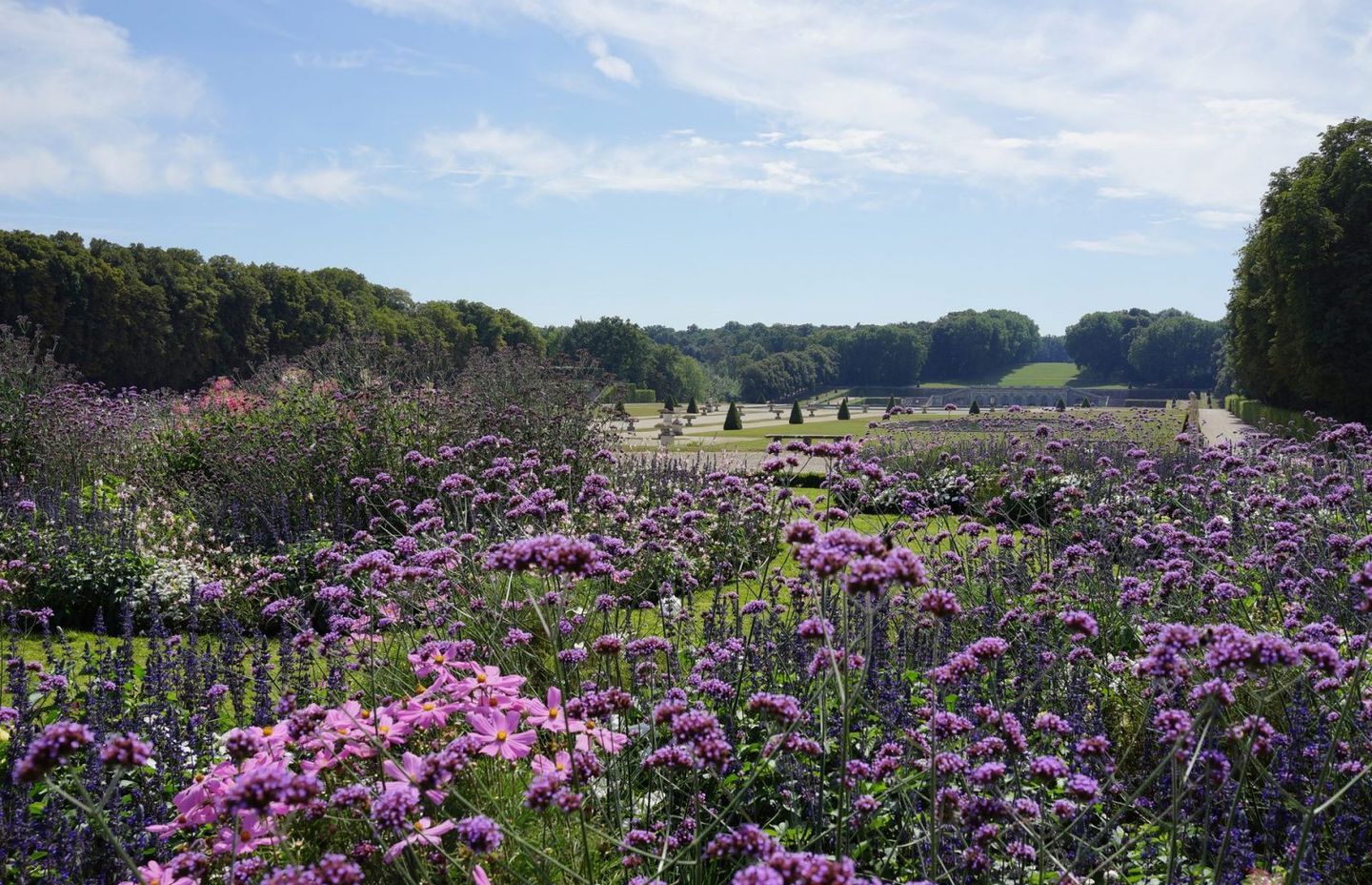 Verbena bonariensis at Vaux-le-Vicompte
