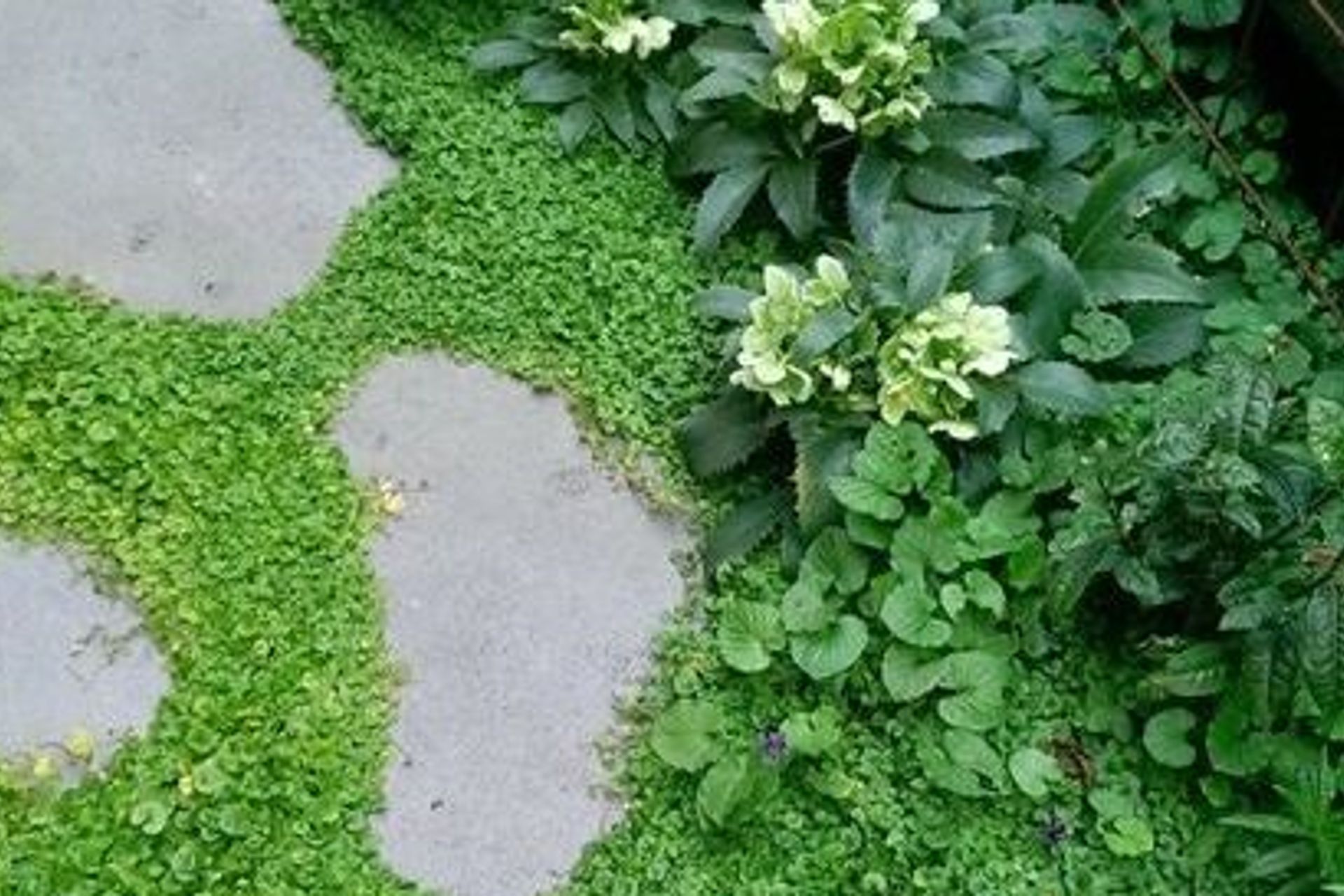 Creating beautiful shade gardens