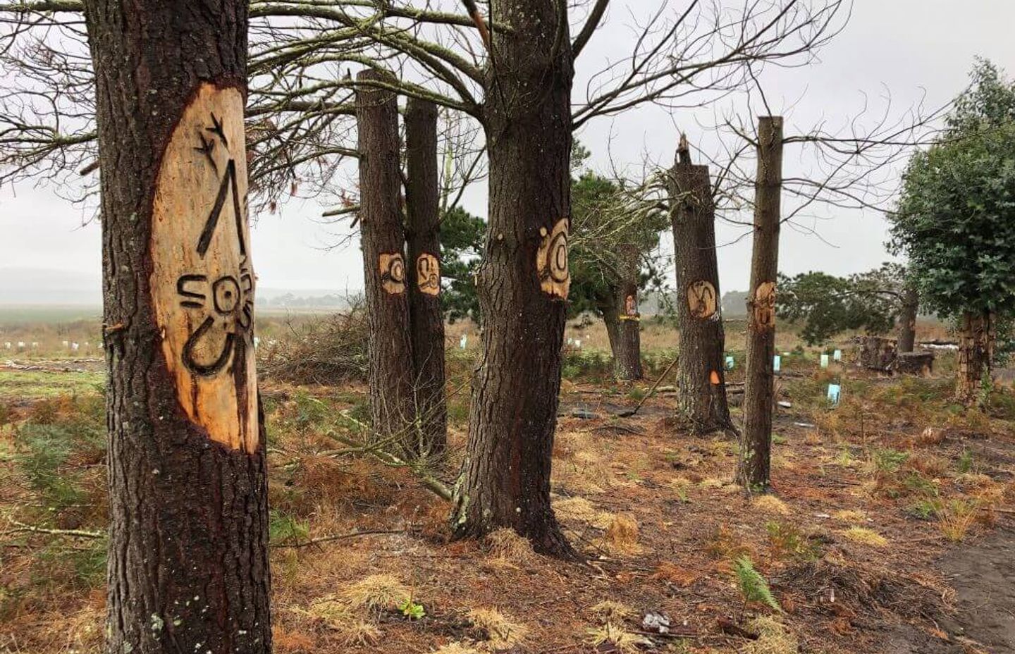 Exploring Boandik Creation stories at Mt Burr Swamp