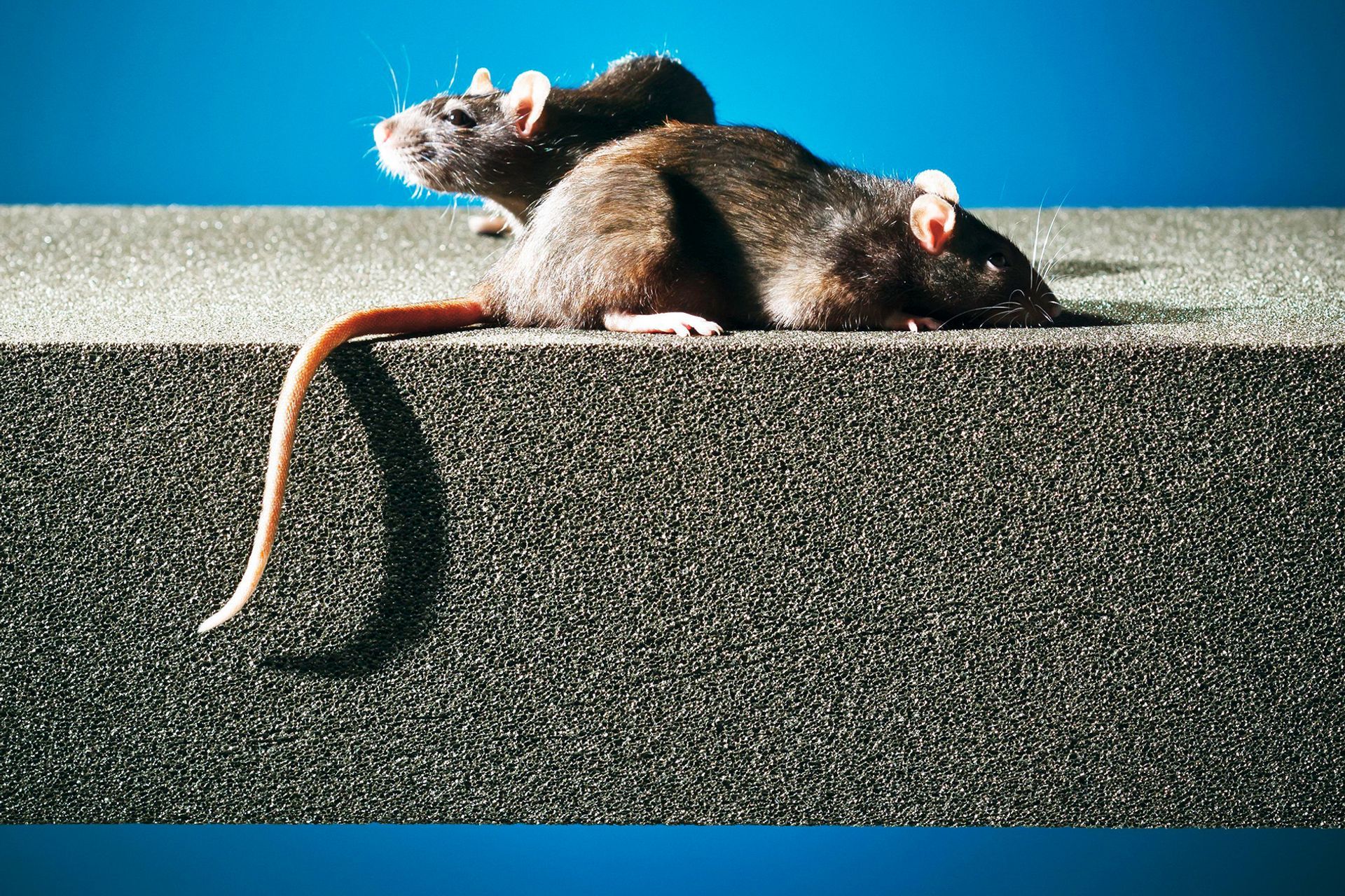 FOAMGLAS has proven popular for use as a substrate on green roofs due to its pest-resistant characteristics.
Image courtesy of Owens Corning. Used by permission.