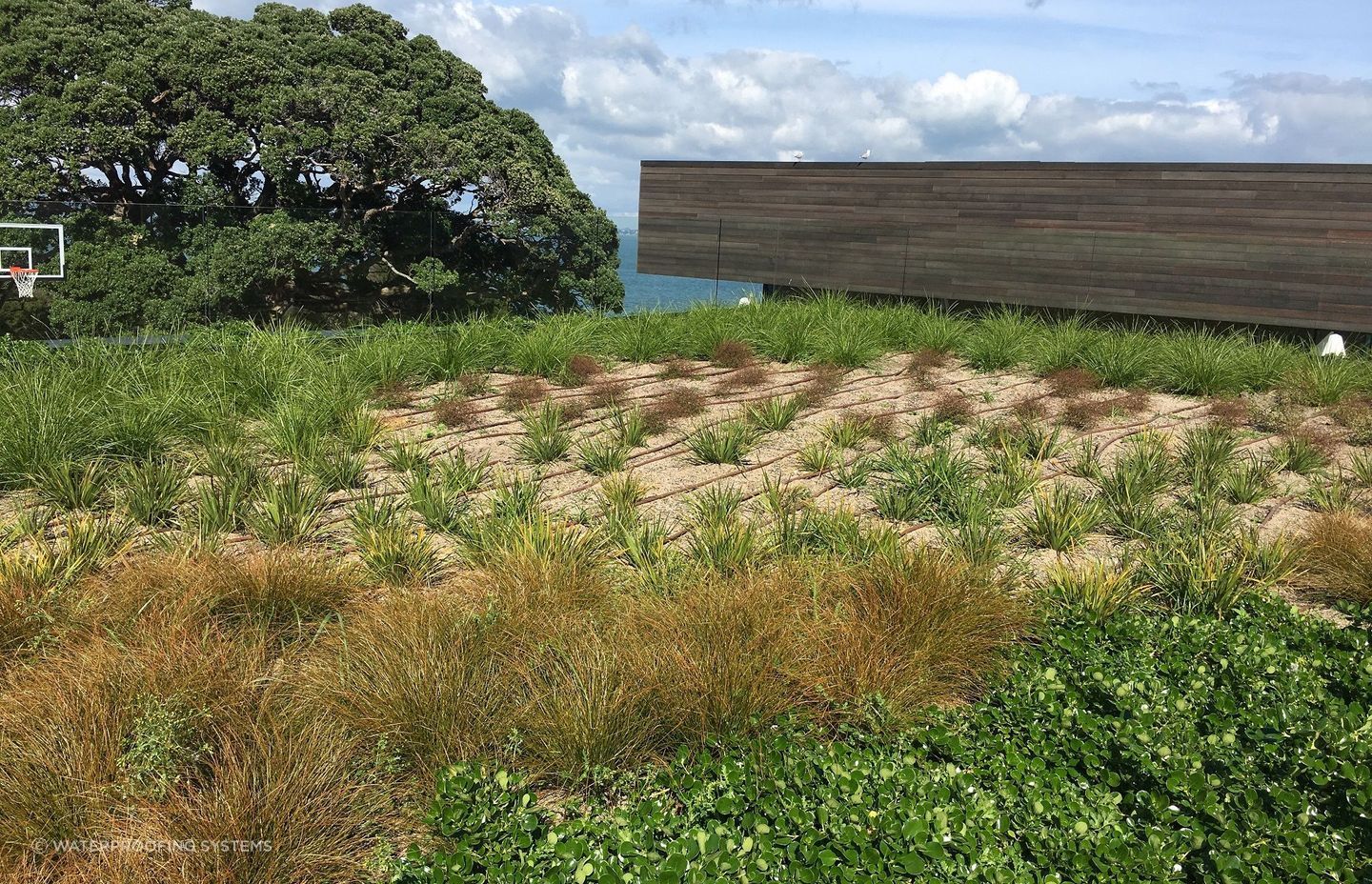 Once the sole domain of commercial projects, green roofs are now becoming more and more popular in the residential market.