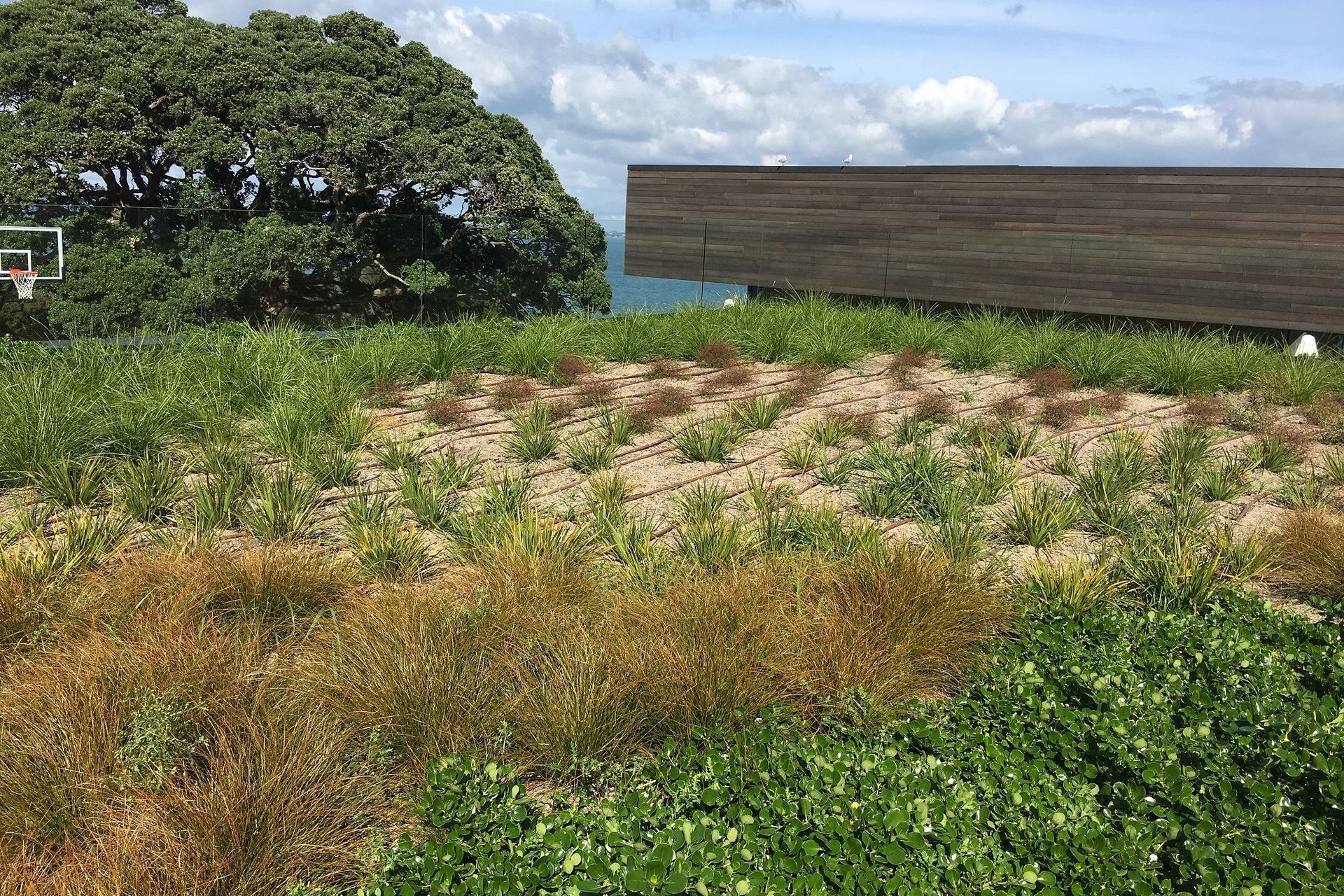 Once the sole domain of commercial projects, green roofs are now becoming more and more popular in the residential market.