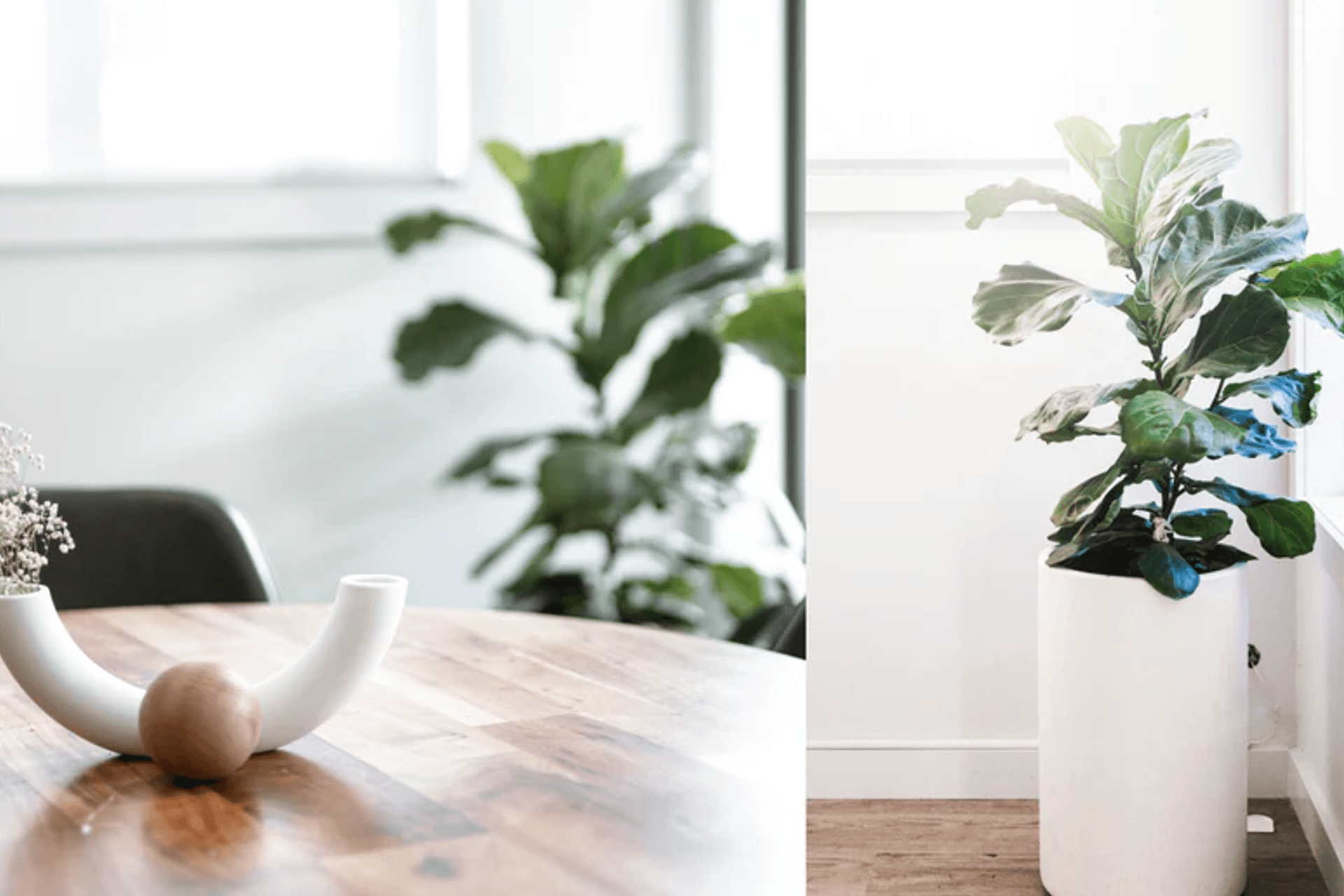 Embracing the organic modern trend in your home