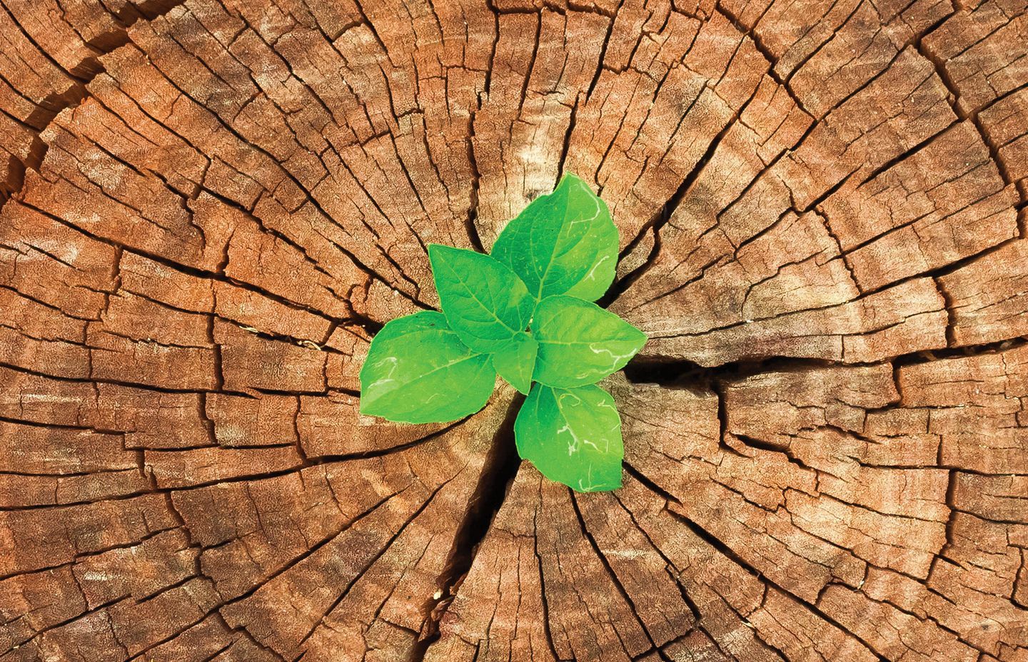 Havwoods Leads the Way in Sustainable Timber Flooring