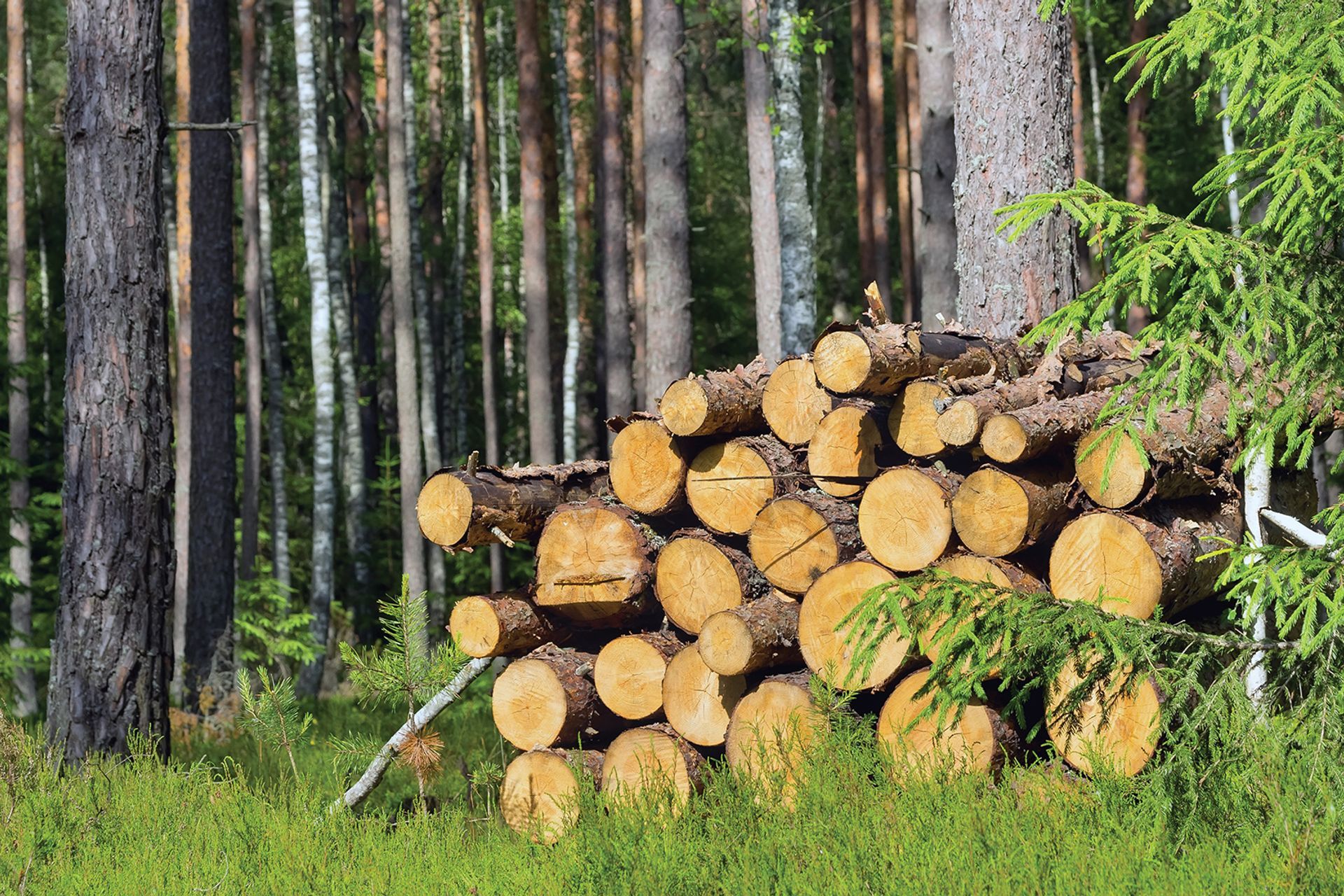 Havwoods Leads the Way in Sustainable Timber Flooring