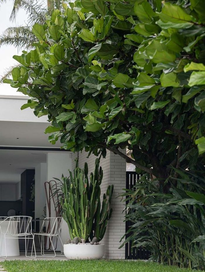 High and dry: Exploring the cool world of Cactus