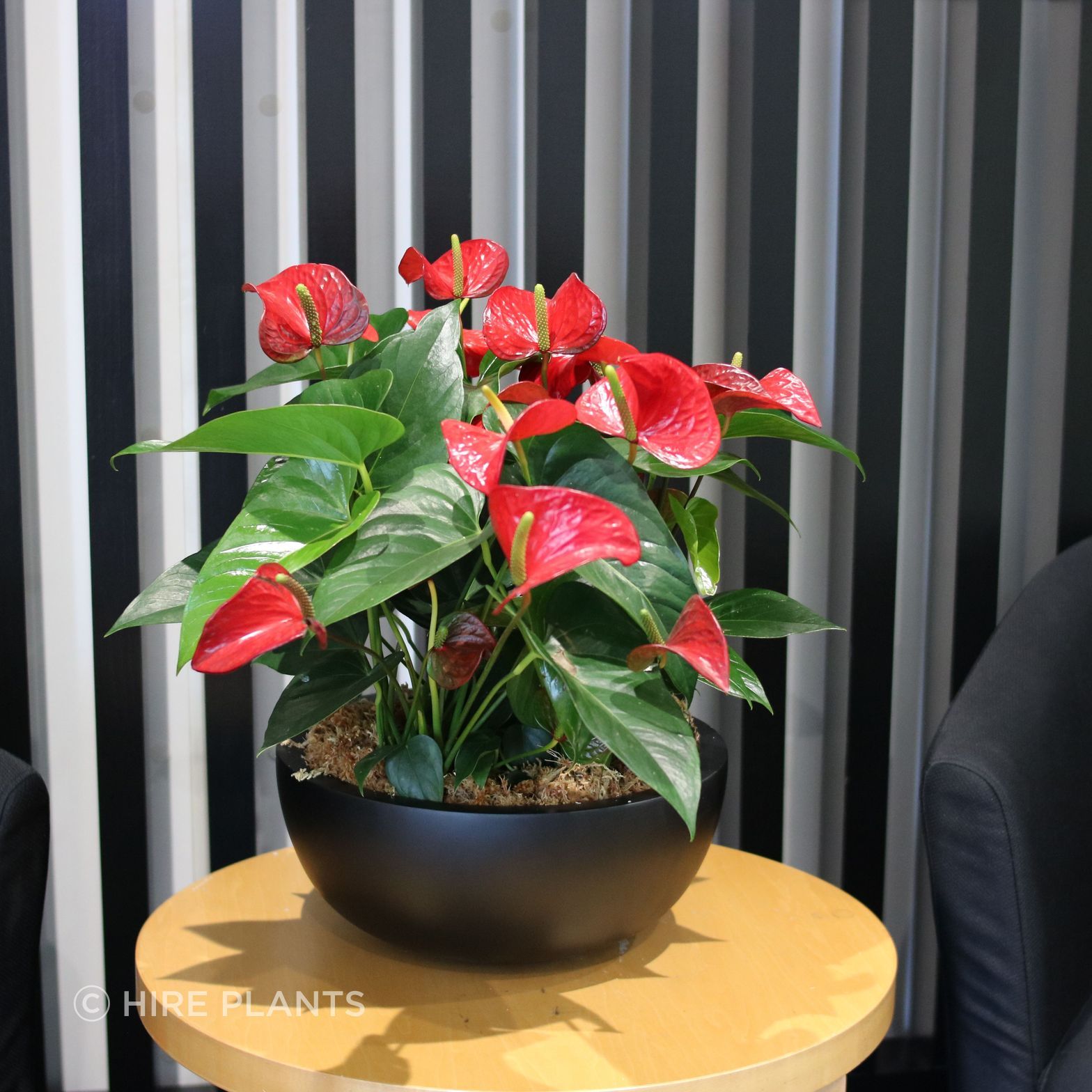 IBW-IFL-Flowering-Anthuriums-black-paul-bowl-Scotpac-1125.JPG