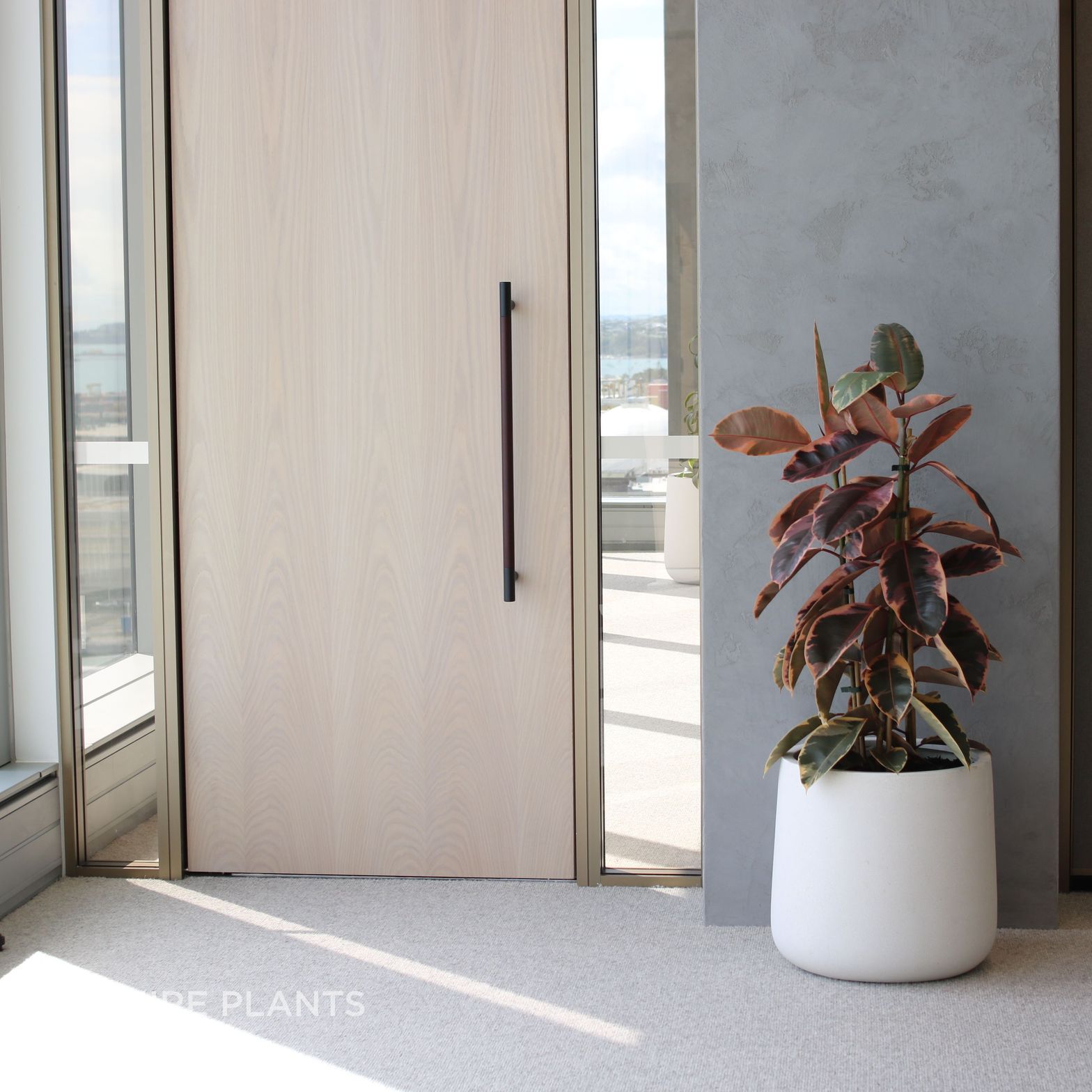 IFO-CBL-Ficus-Elastica-ruby-in-white-bianca-cylinder-Belly-Gully-1024-2.JPG