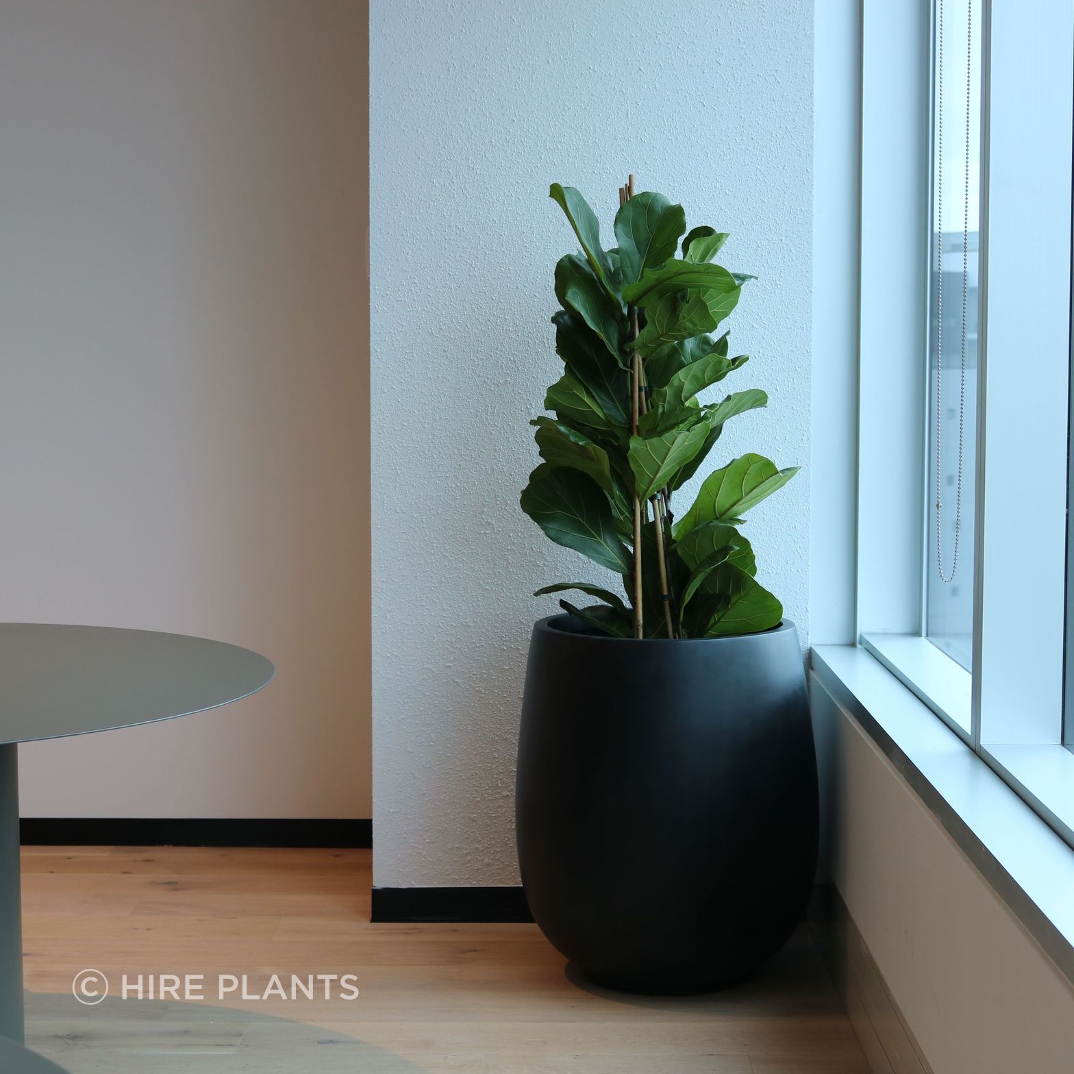 IFP-CBL-Ficus-Lyrata-in-black-bianca-Findex-0924.JPG