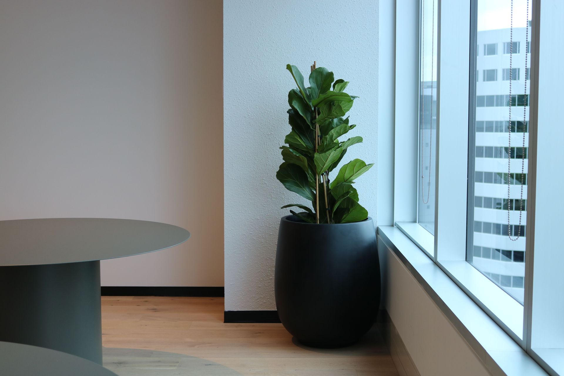 IFP-CBL-Ficus-Lyrata-in-black-bianca-Findex-0924.JPG