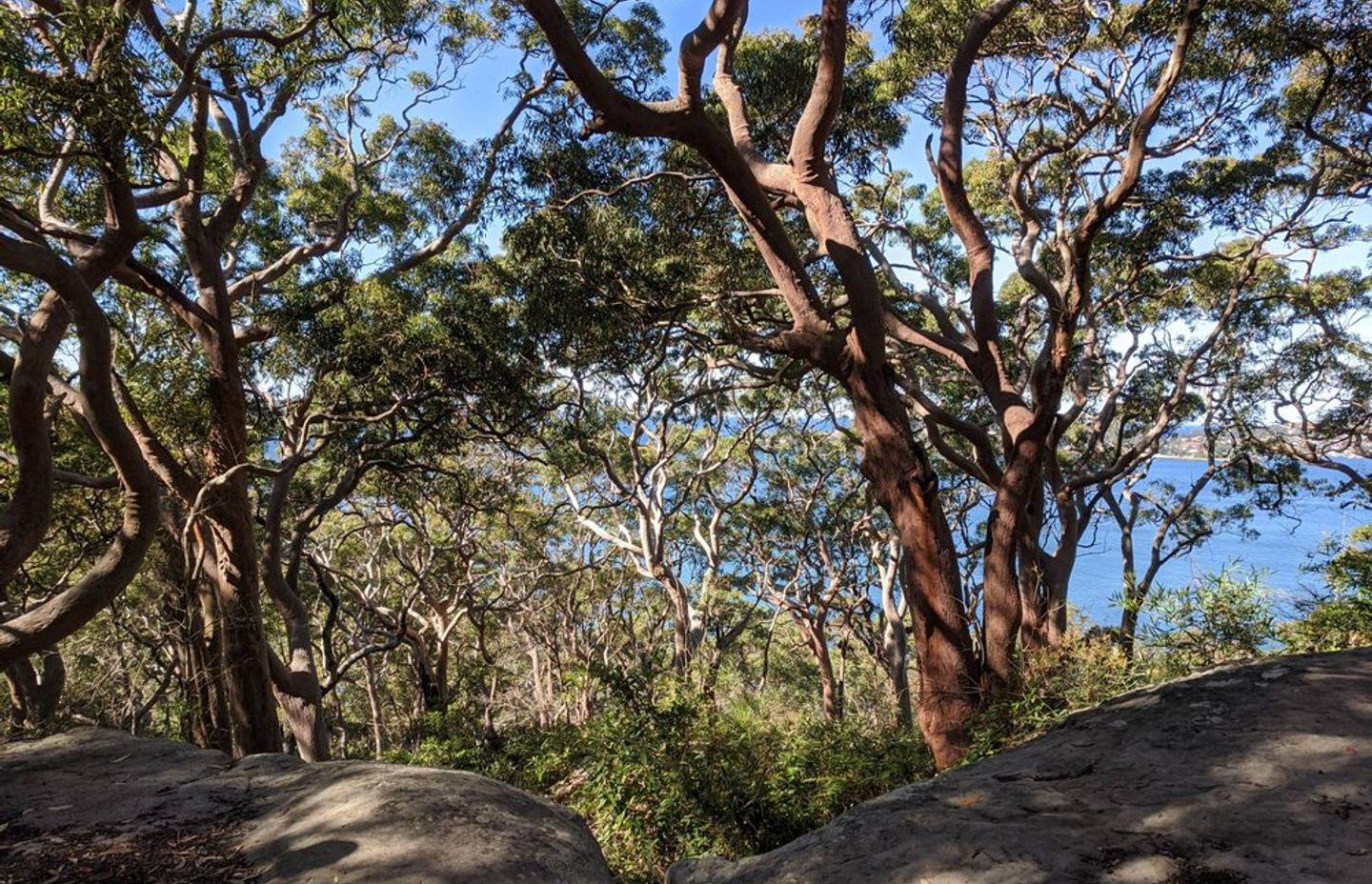 Sydney bushland foreshore, Middle Head, July 2020, photo © Kate Goodwin
