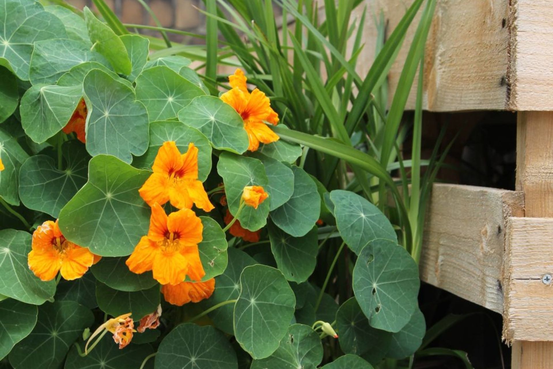 Nasturtium spilling over planters made of packing pallets on the rooftop of St Canice Church – a pro bono project – Pepo Botanic Design.