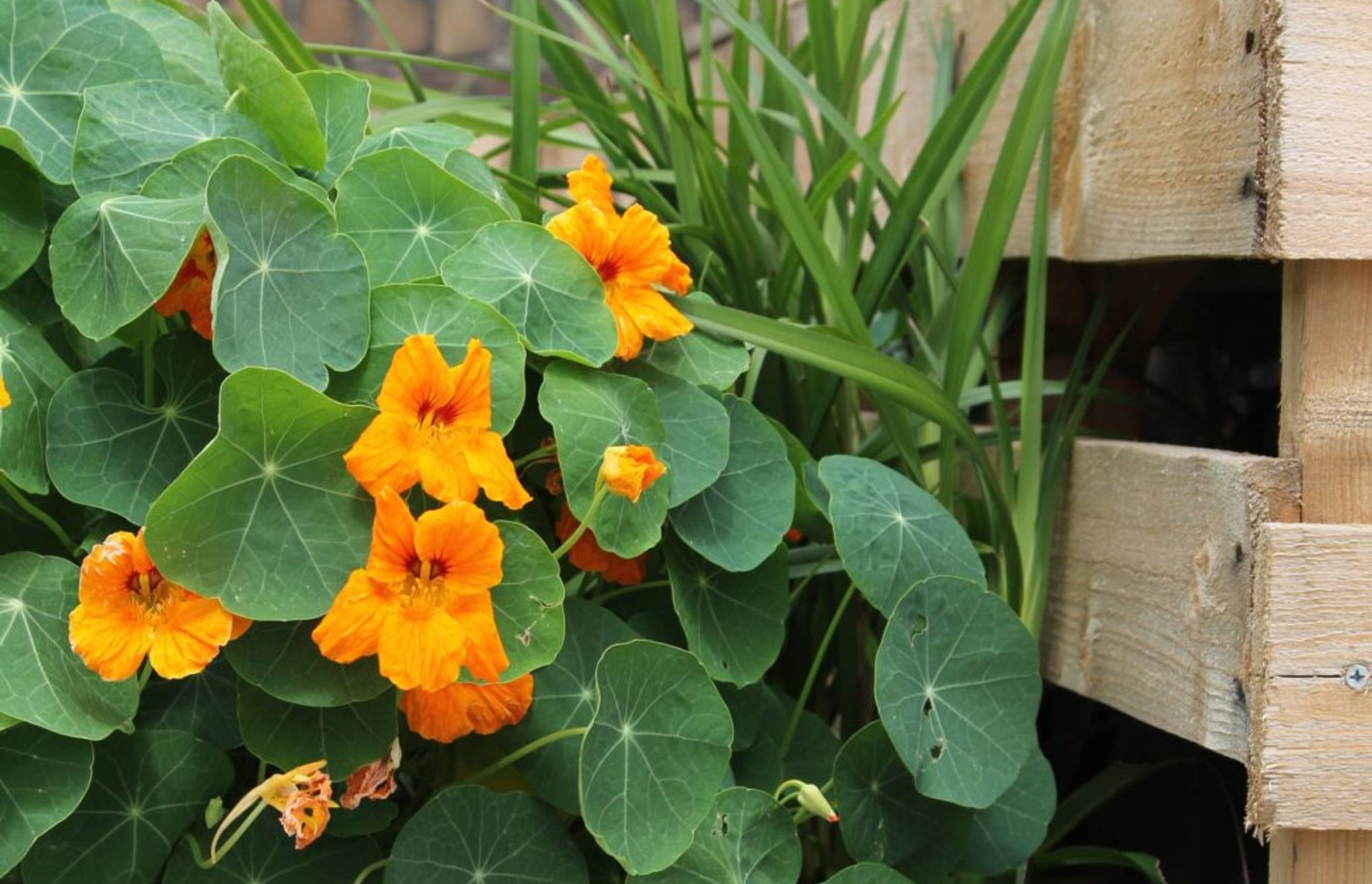Nasturtium spilling over planters made of packing pallets on the rooftop of St Canice Church – a pro bono project – Pepo Botanic Design.