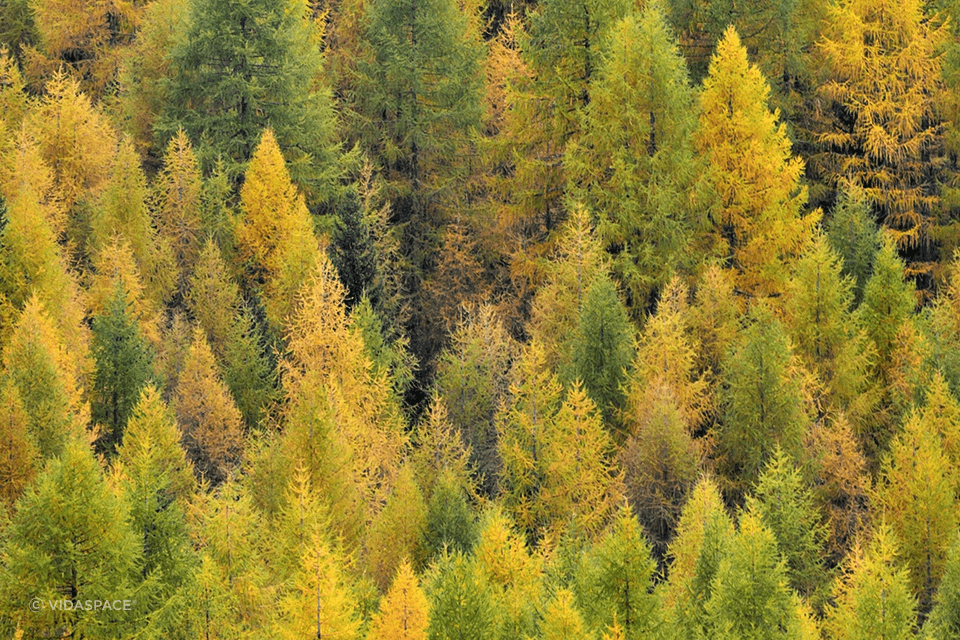 Larch-Tree-Forrest.png