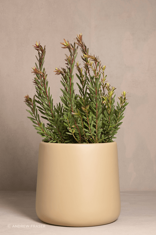 Leucadendron-v2.png