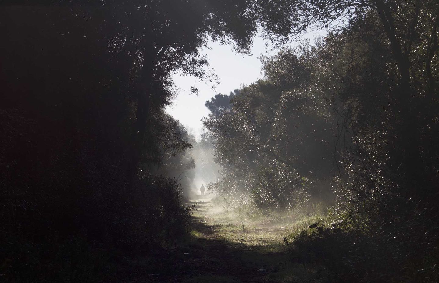 Mysterious forest landscape takes first place in Denmark’s photo contest