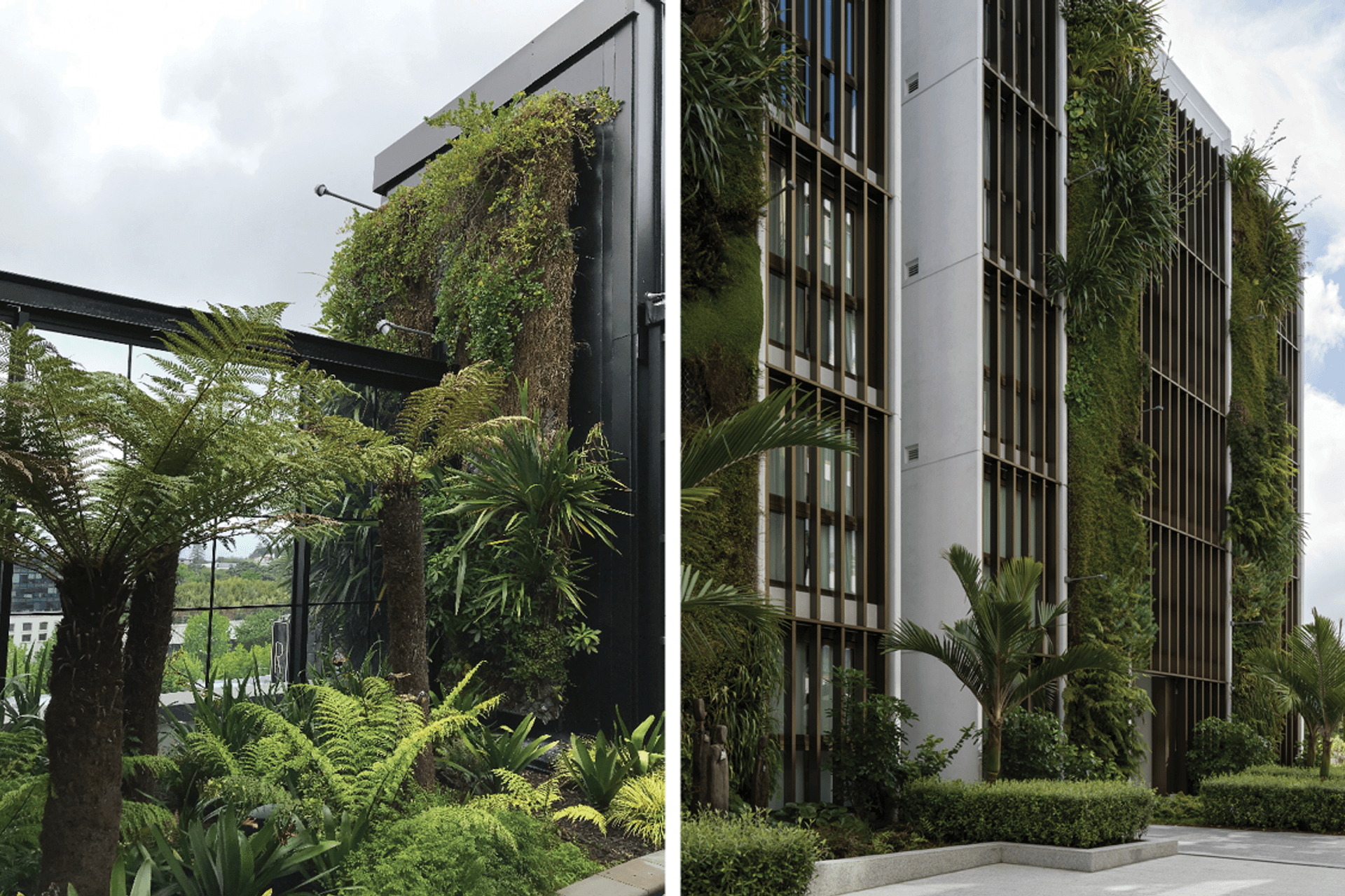 The Westfield Newmarket project (left) included 750sqm of green walls and a rooftop garden. For St Marks Apartments (right) Natural Habitats installed 110sqm of green walls, consisting of predominantly native plants, spread between three, five-storey-high