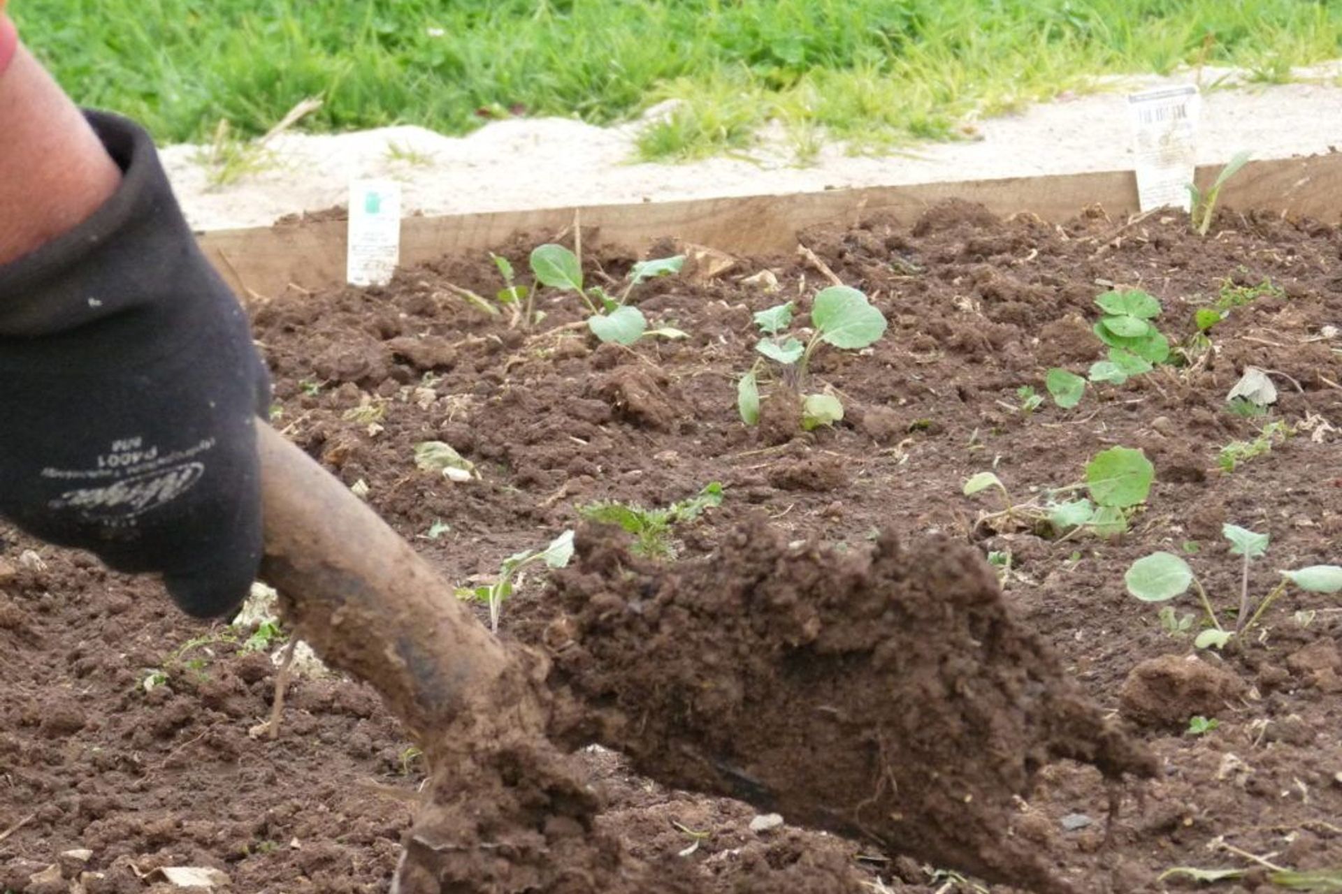 Gardening during Isolation