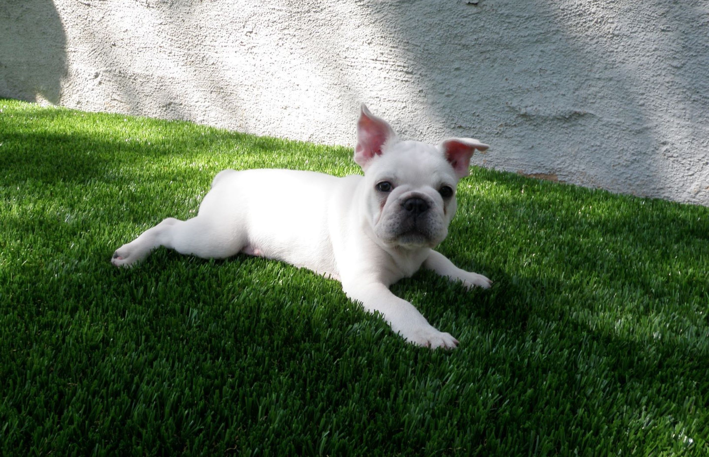 Pets and Turf: Is Synthetic Grass Suitable for Pets?