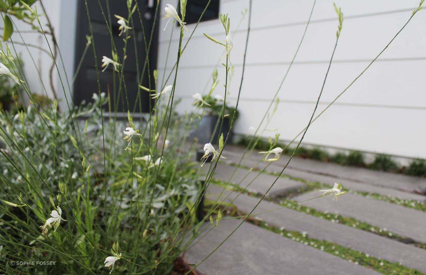 Palmview Residence | Bare Roots Design Studio